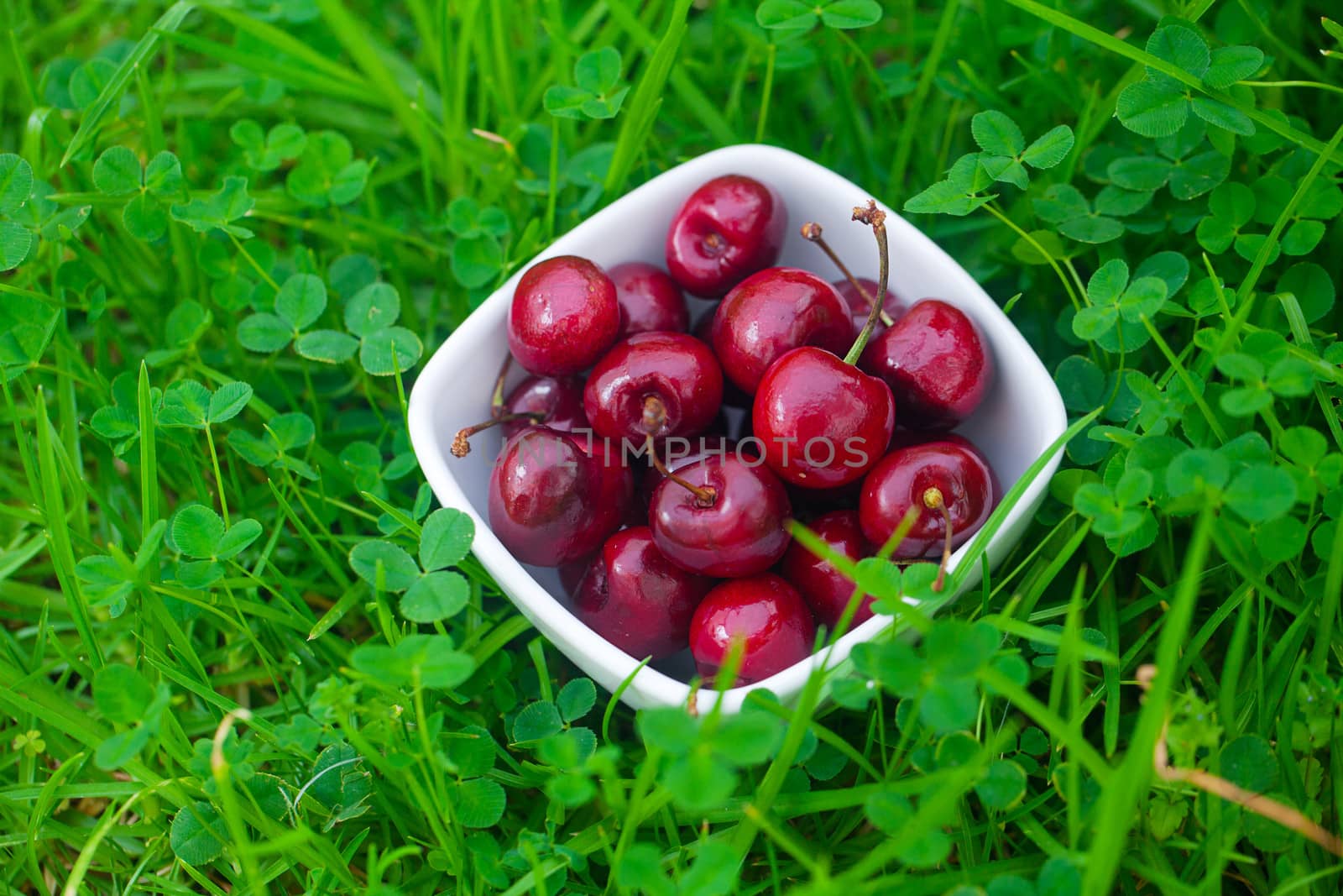 Cherries in a ceramic bowl on green grass