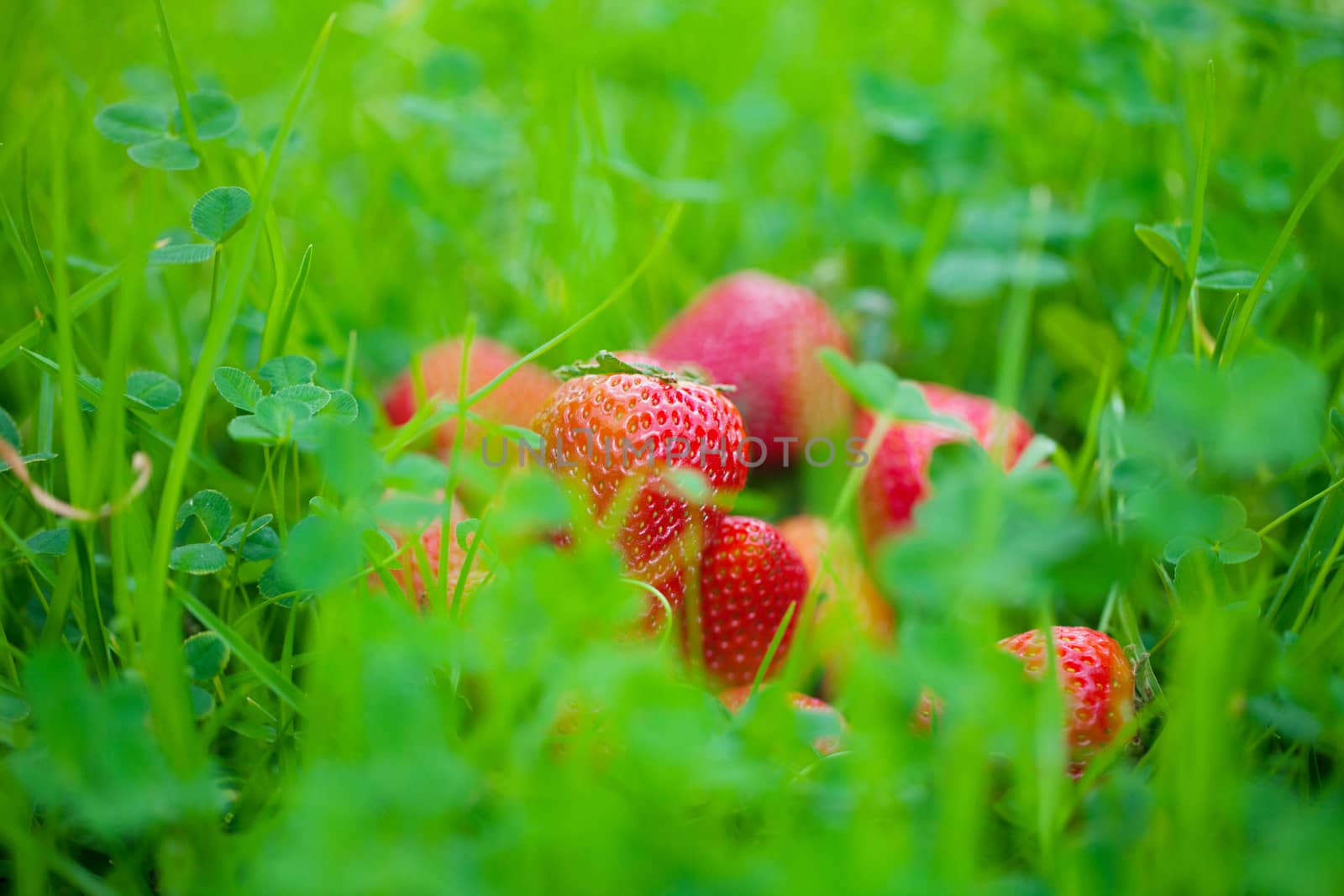 strawberries lying on green grass by jannyjus