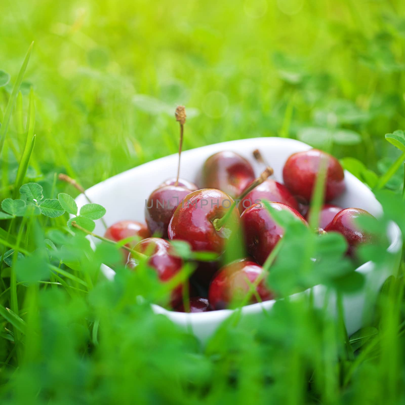 Cherries in a ceramic bowl on green grass by jannyjus