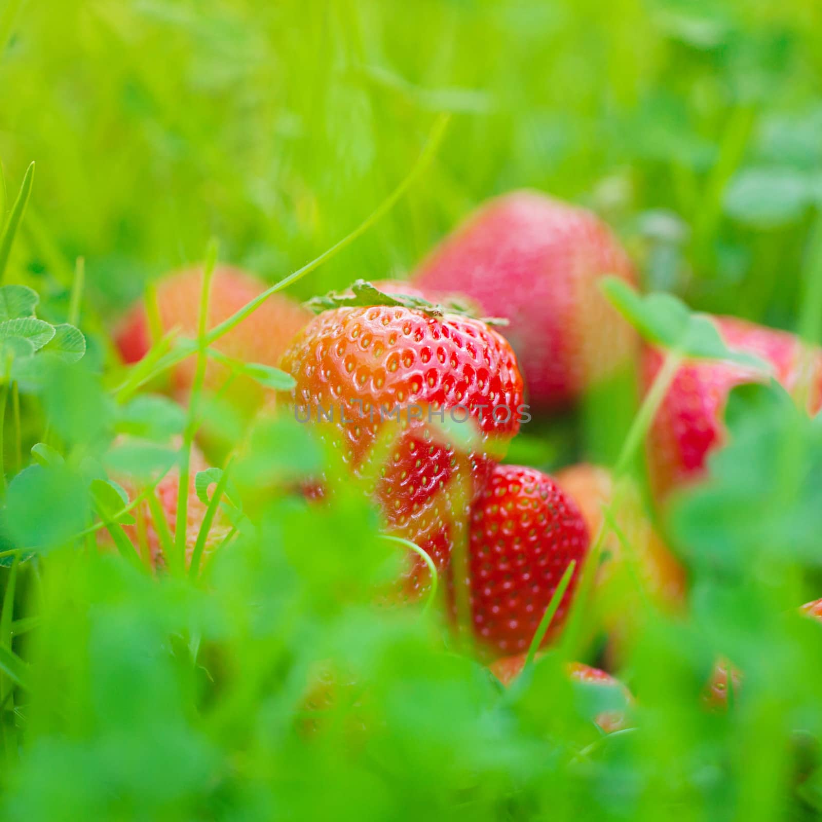 strawberries lying on green grass