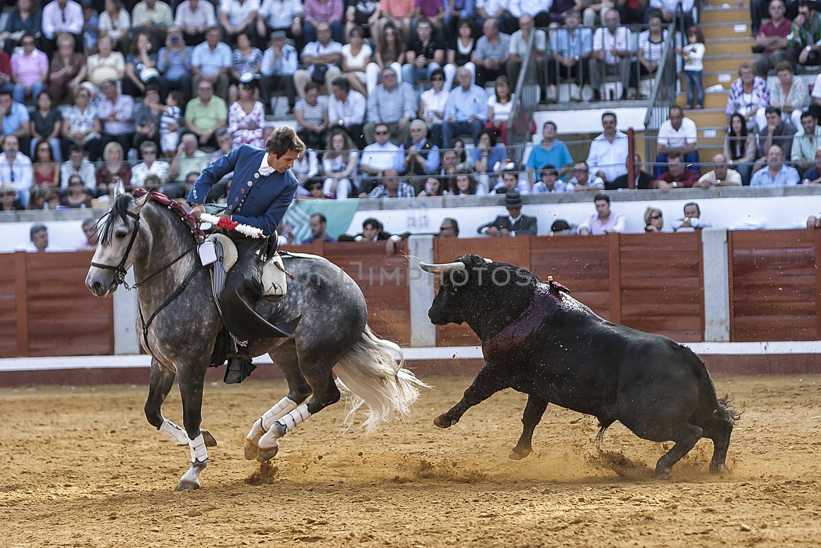 Pozoblanco, Cordoba province, SPAIN- 25 september 2011: Spanish bullfighter on horseback Pablo Hermoso de Mendoza bullfighting on horseback, brave bull tries to catch the horse jumping, but the horse makes a wheelie and escape in Pozoblanco, Cordoba province, Andalusia, Spain