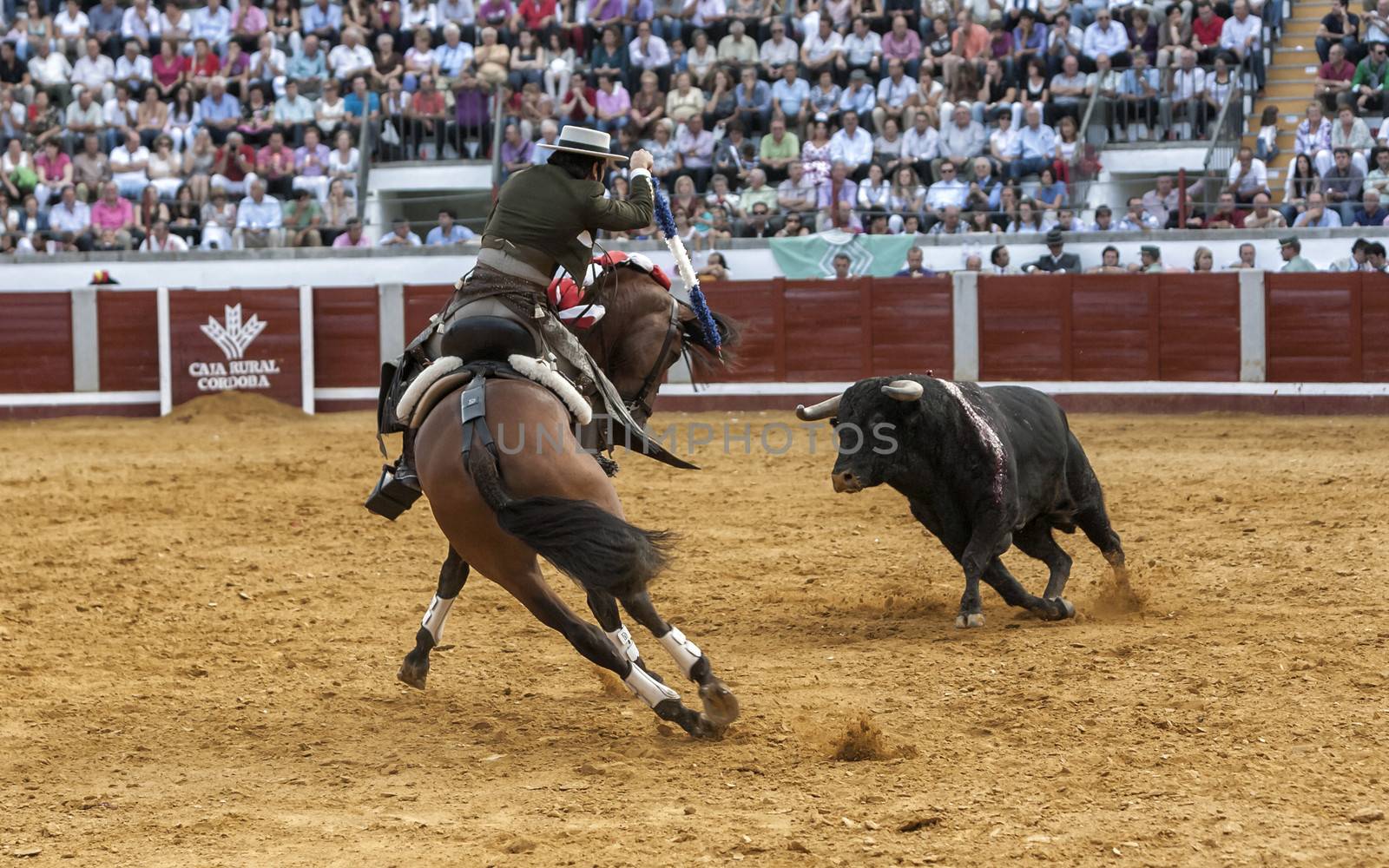 Pozoblanco, Cordoba province, SPAIN- 25 september 2011: Spanish bullfighter on horseback Diego Ventura bullfighting on horseback, try to put banderillas doing a wheelie with the spectacular horse deceiving the brave bull, in Pozoblanco, Cordoba province, Andalusia, Spain