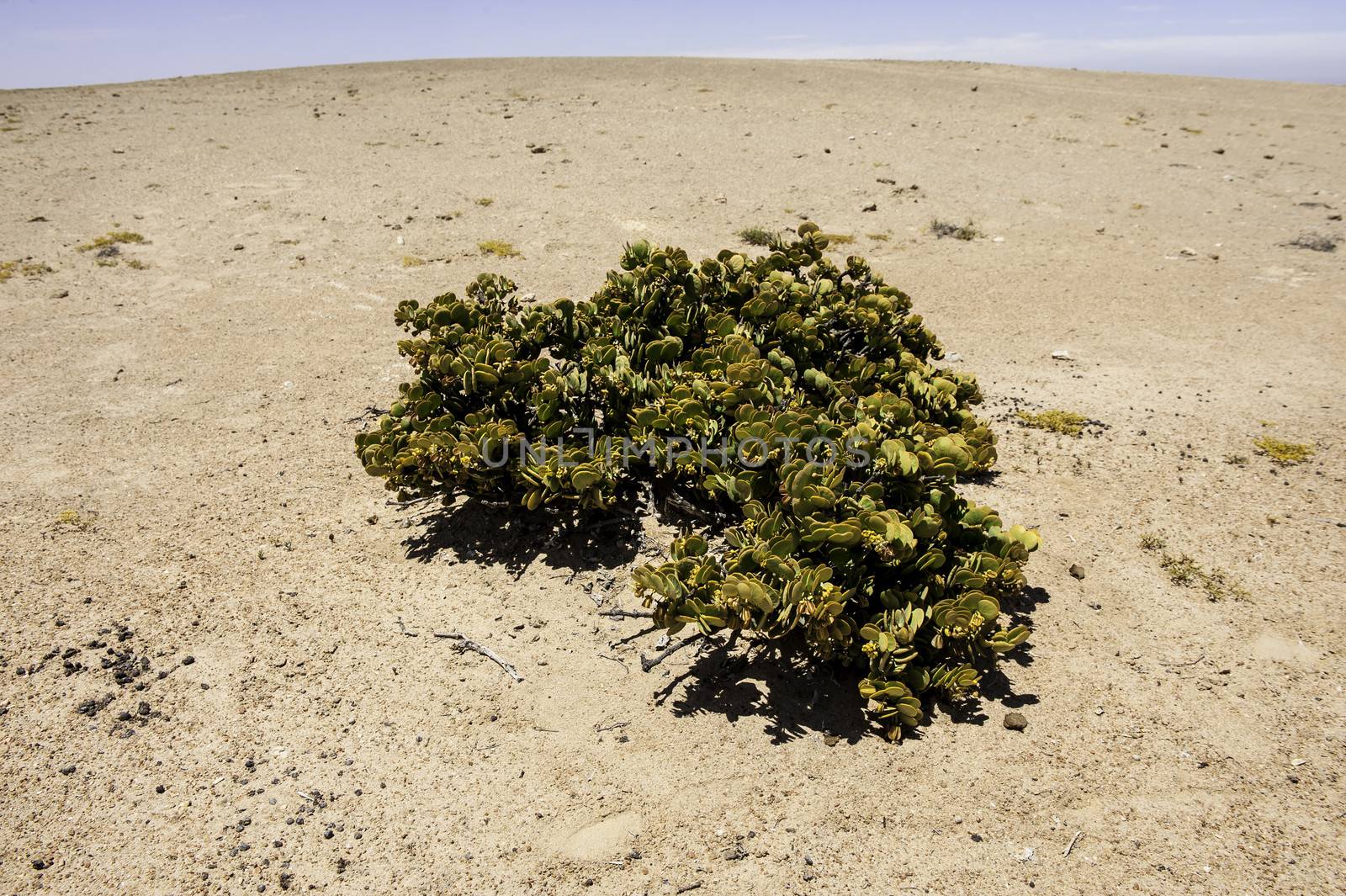 The Dollar Bush in Namib Desert where the average annual precipitation is less then 20mm.