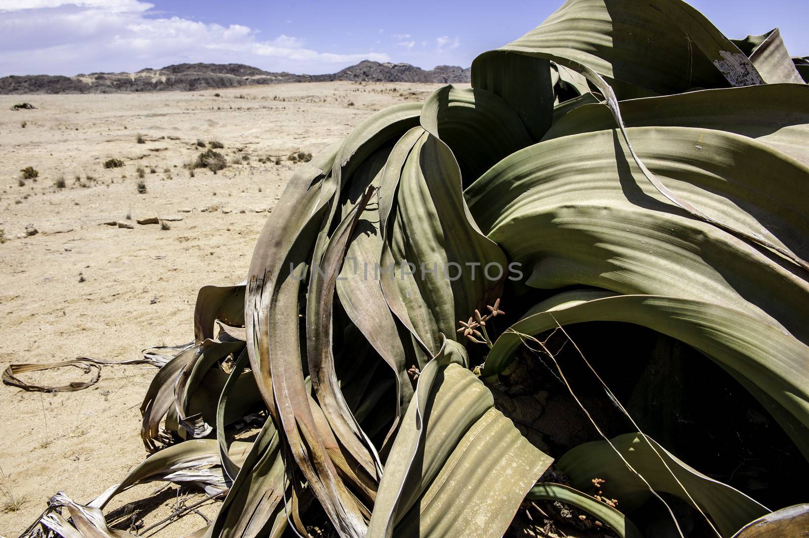 A splendid example of Welwitschia is estimated to be more than 1500 years old in Namib Desert.