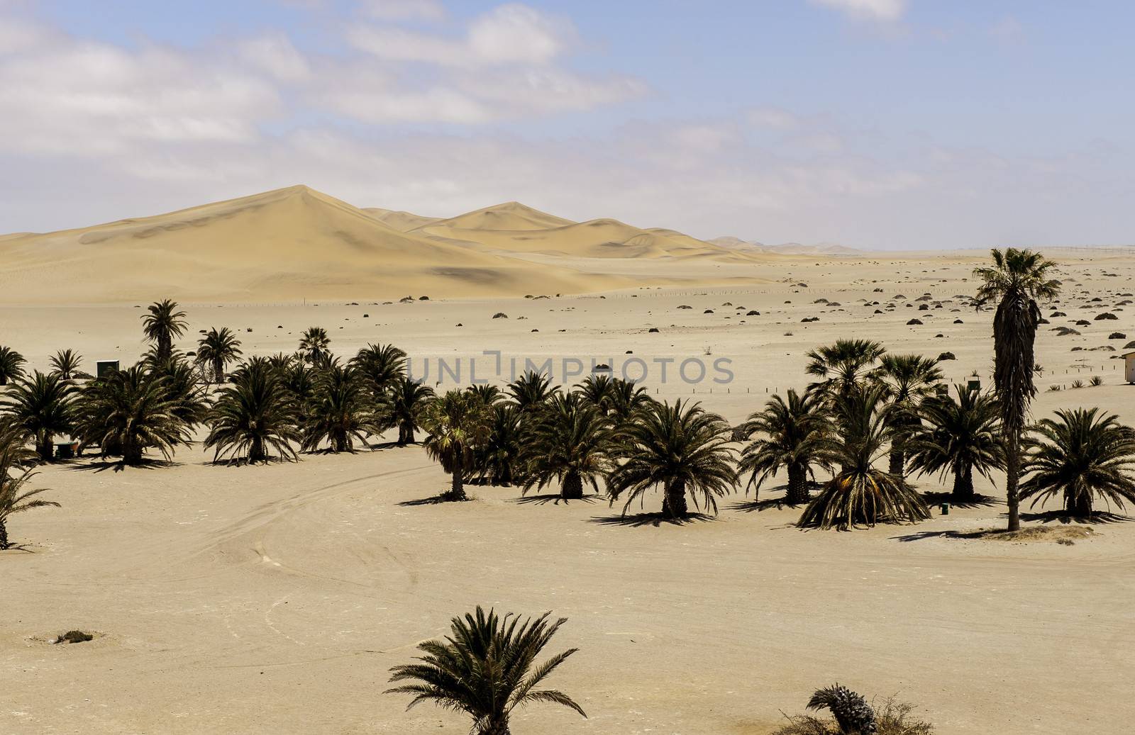 A palm tree in the Namib Desert.