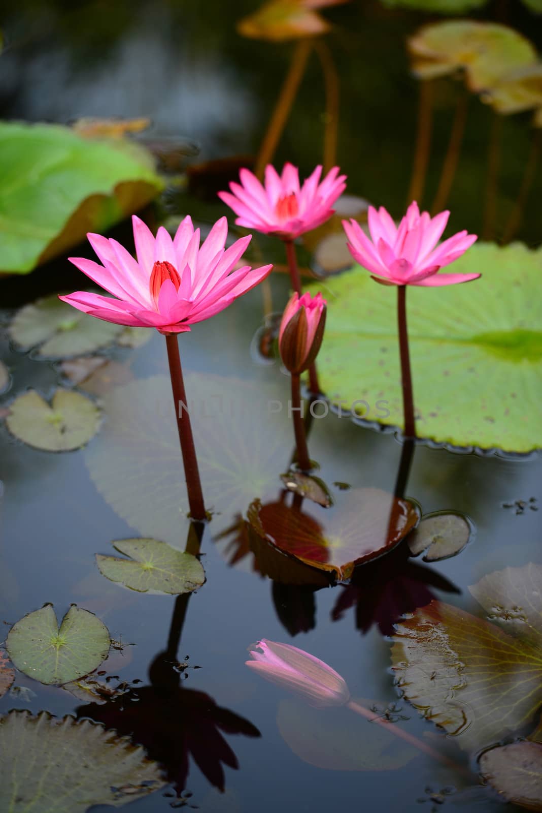 Pink water lily