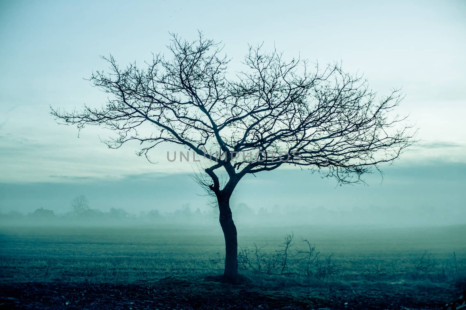 Magical morning mist foliage on a beautiful countryside scenery landscape