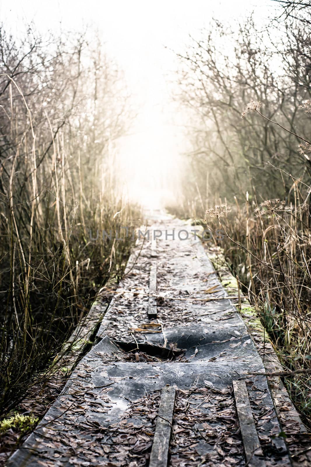 Path in nature by Sportactive