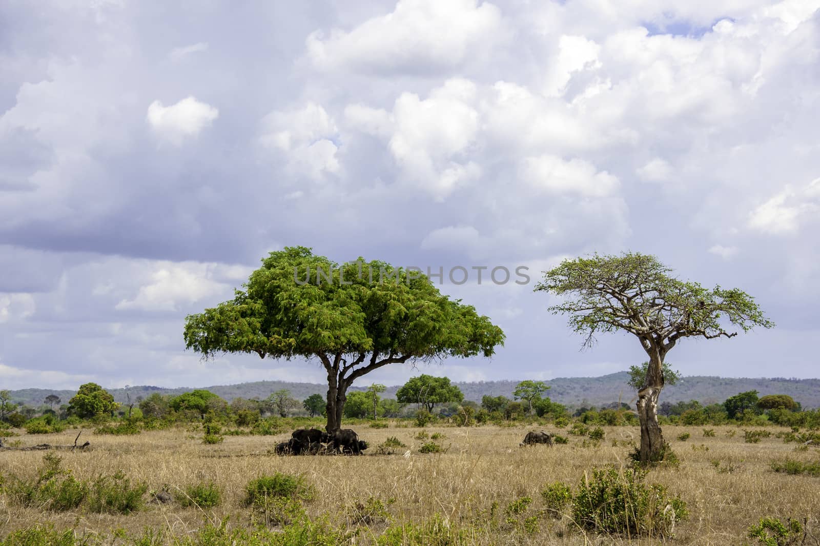 The Mikumi National Park under the sunshine in Tanzania.