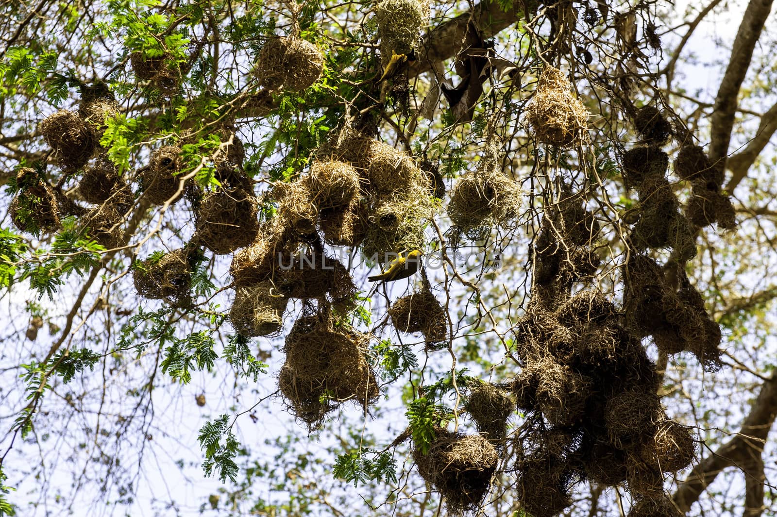 The bird nests in Morogoro of Tanzania.