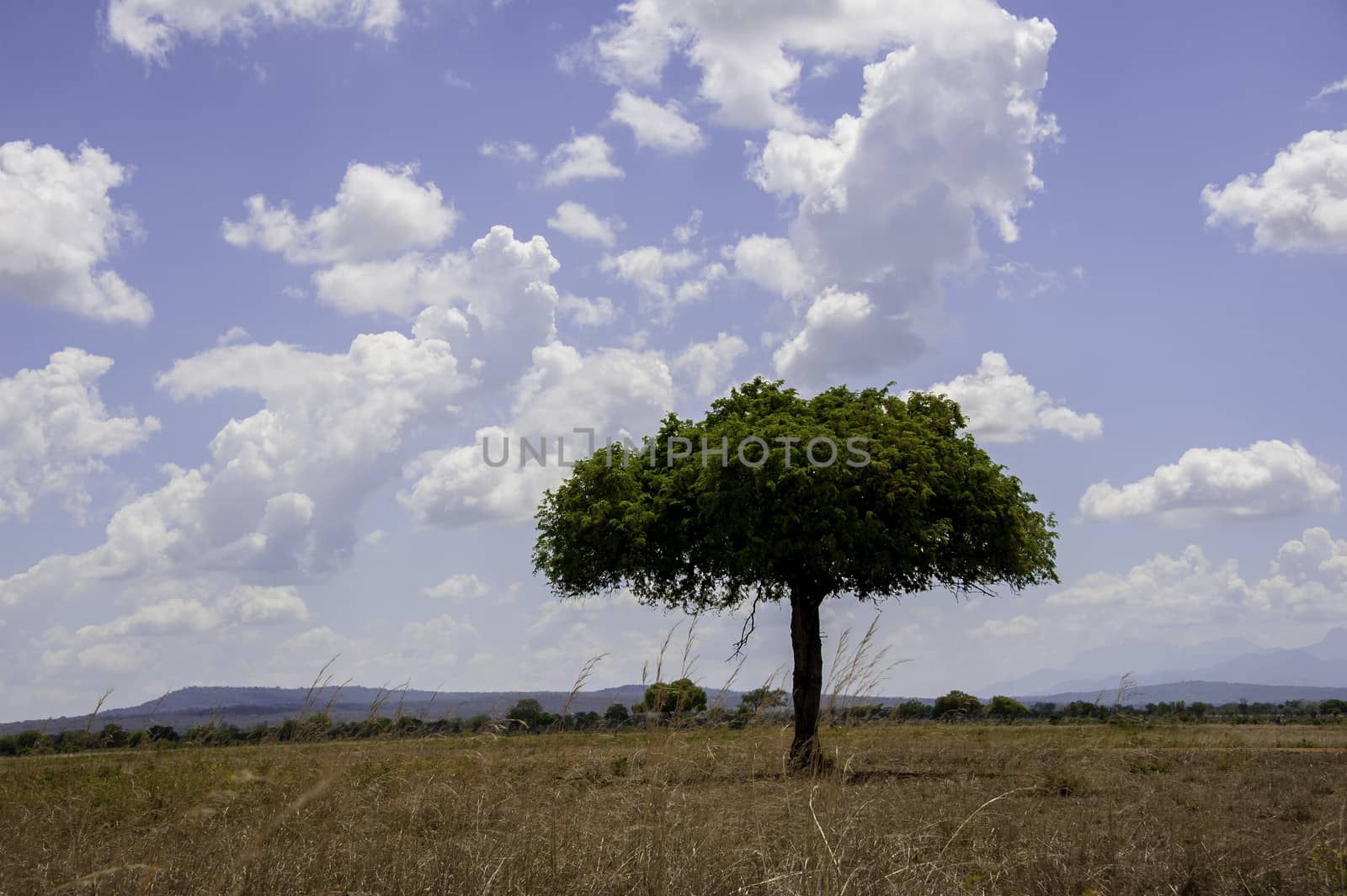 The Mikumi National Park under the sunshine in Tanzania.