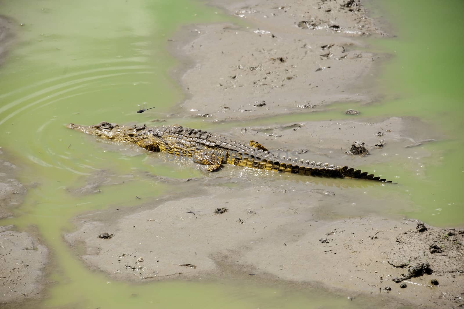 A baby crocodile in Mikumi National Park of Tanzania.