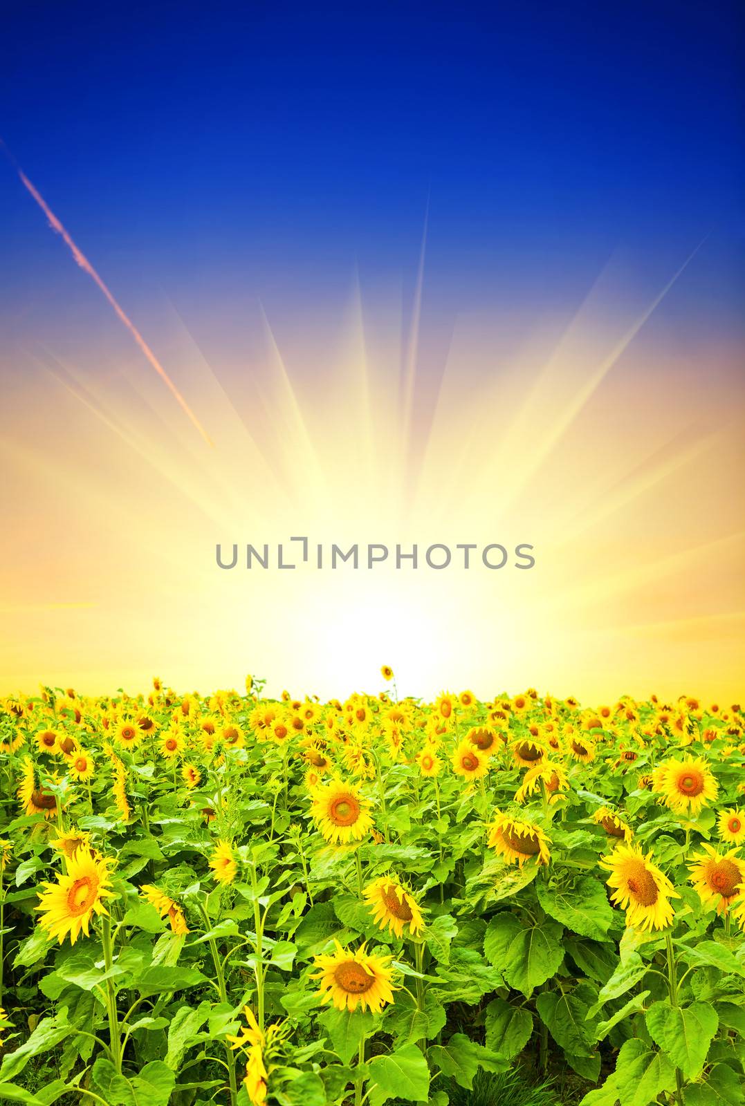 field of sunflower at sunset