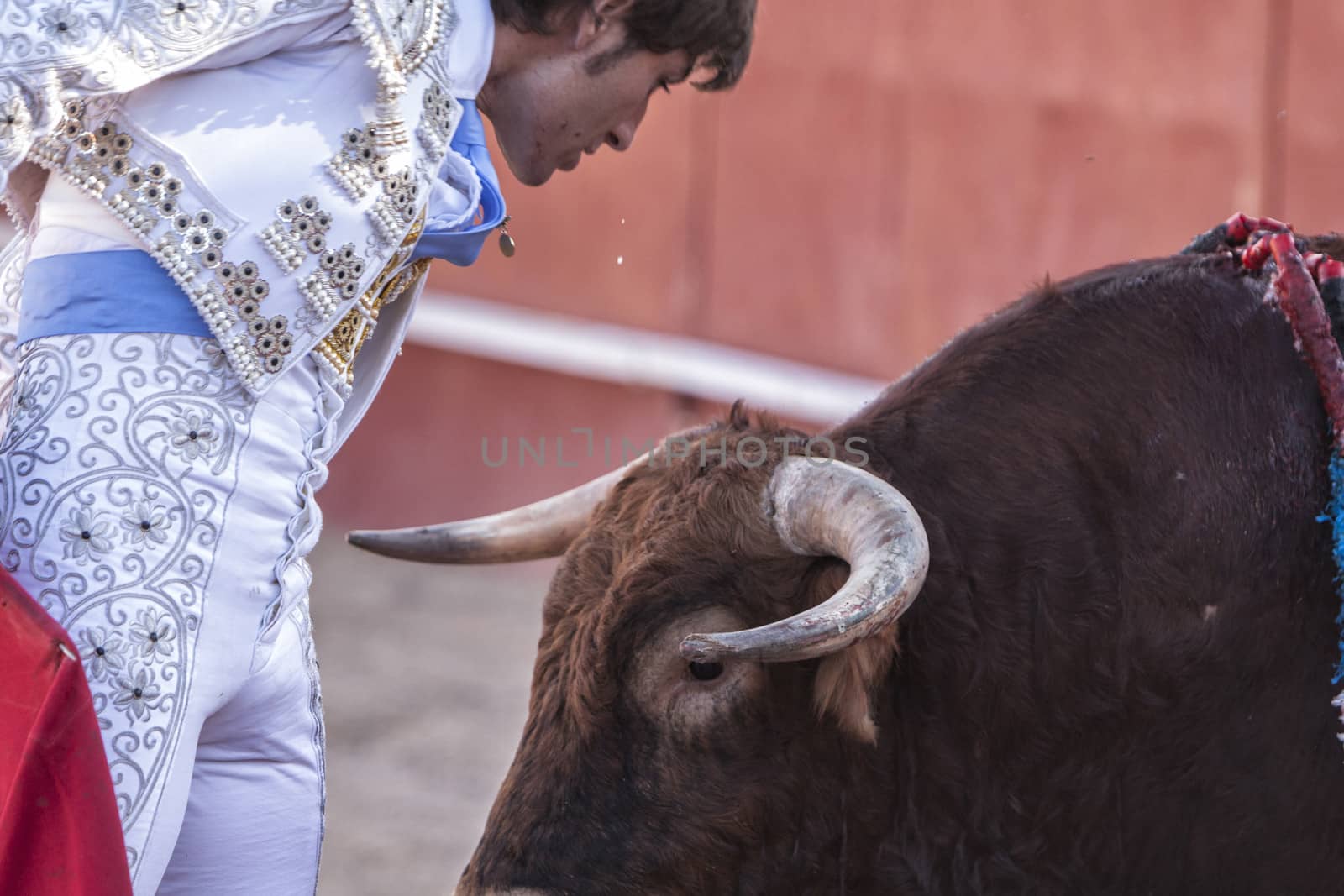 Beas de Segura, Jaen province, SPAIN - 11 october 2009: Bullfighter Alberto Lamelas bullfighting bringing your body between the horns of the bull in an act of courage in the Bullring of Beas de segura,  Jaen province, Andalusia, Spain