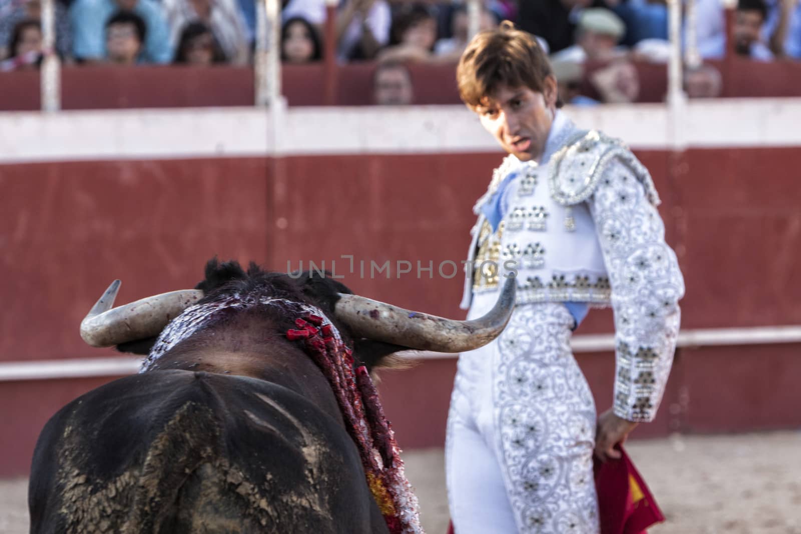 Beas de Segura, Jaen province, SPAIN - 11 october 2009: Bullfighter Alberto Lamelas white dress with silver ornaments and staring at the brave bull approaching little by little in the Bullring of Beas de segura,  Jaen province, Andalusia, Spain