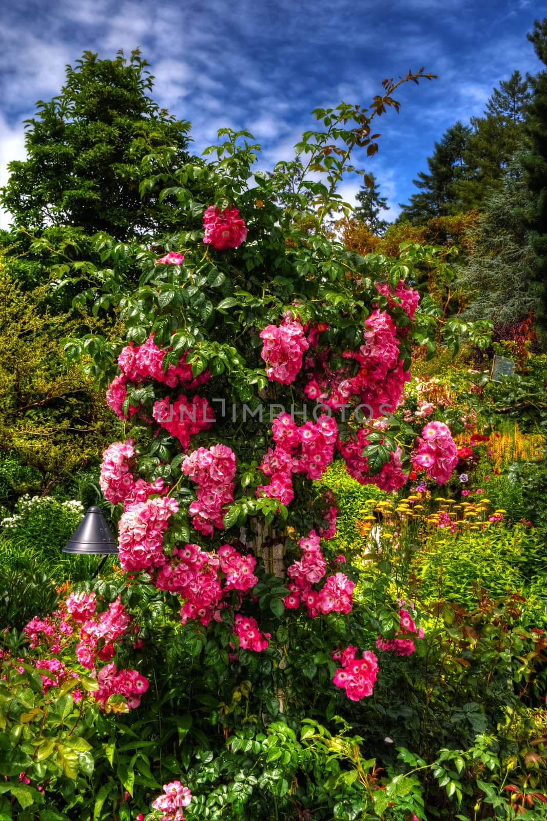 Beautiful flower garden in HDR by Coffee999