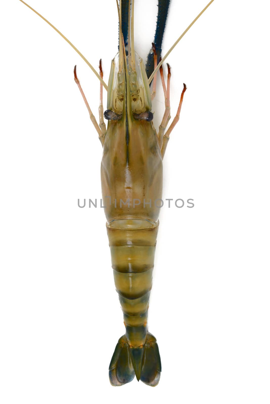 Shrimp isolated on white