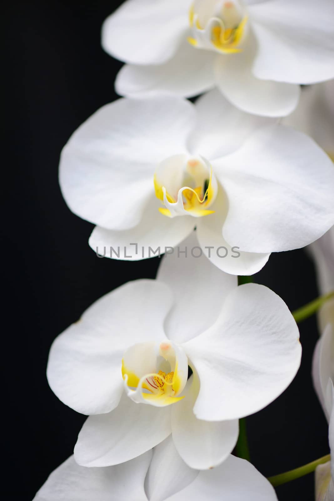 White Orchid by antpkr