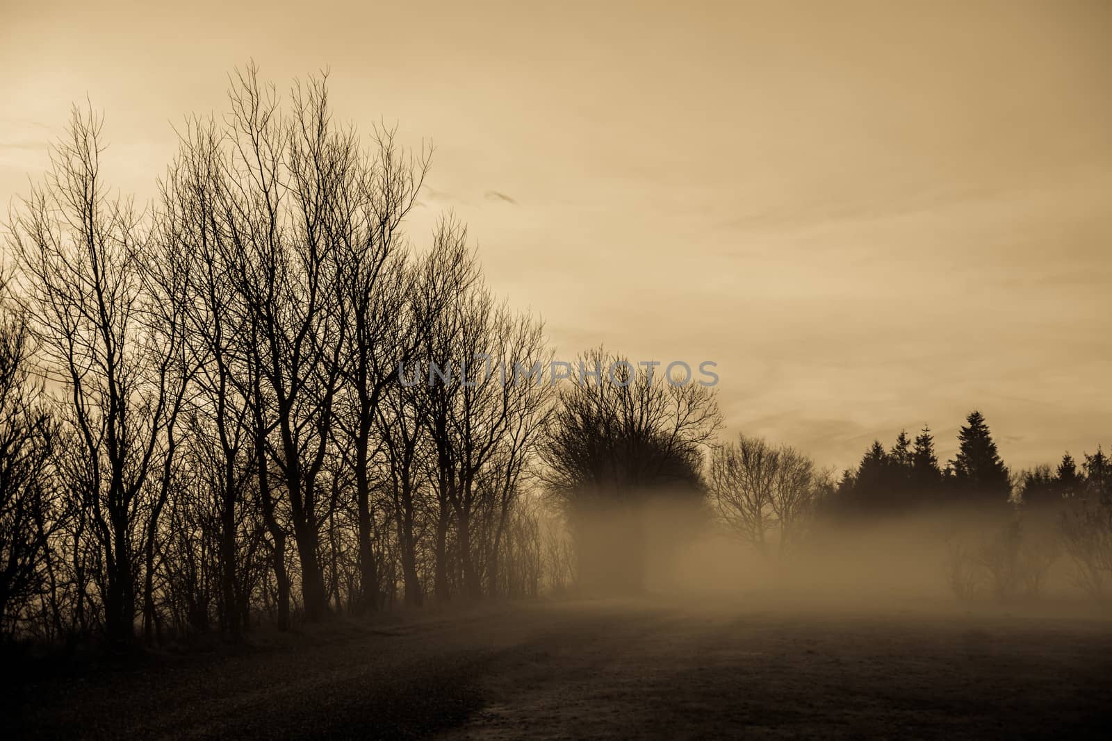 Magical morning mist foliage on a beautiful countryside scenery landscape