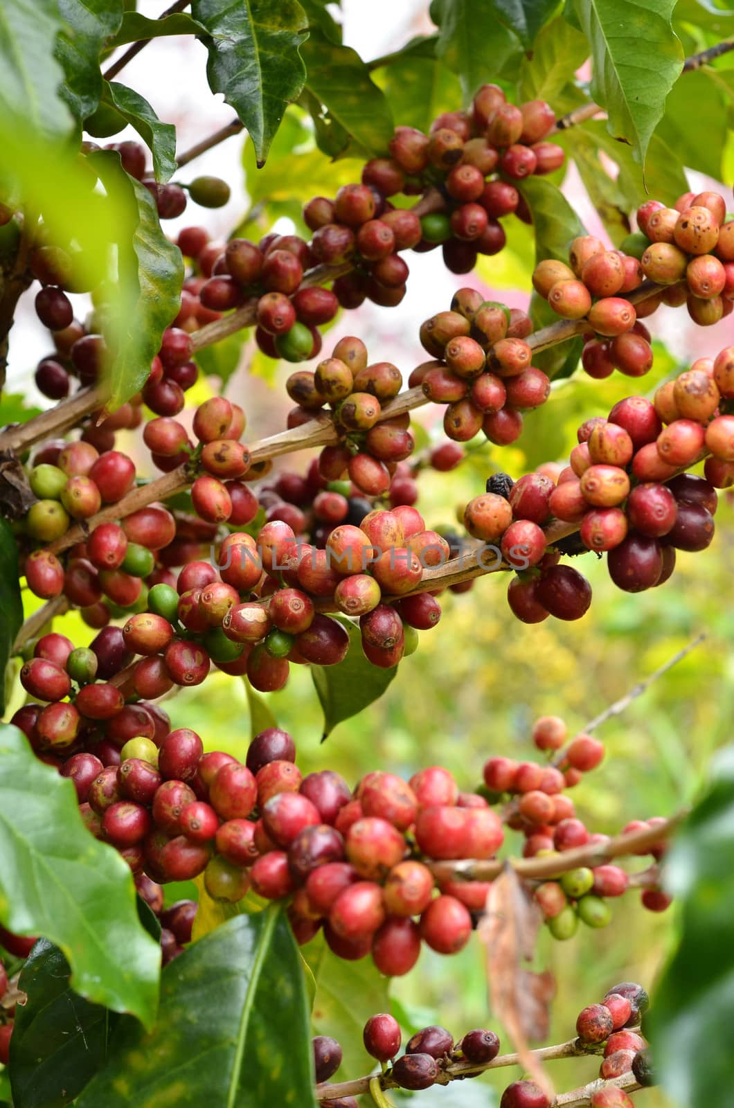 fresh arabica coffee bean in coffee garden