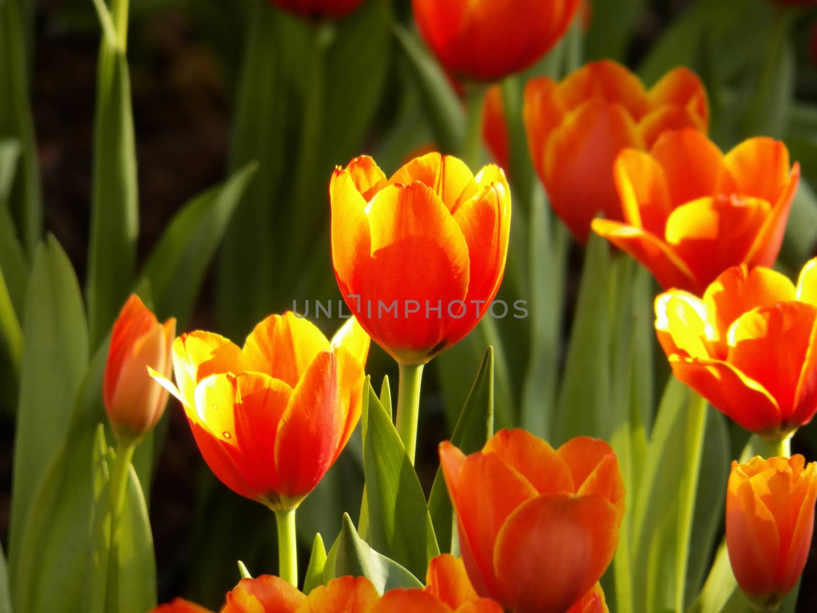 colorful tulips by dekzer007