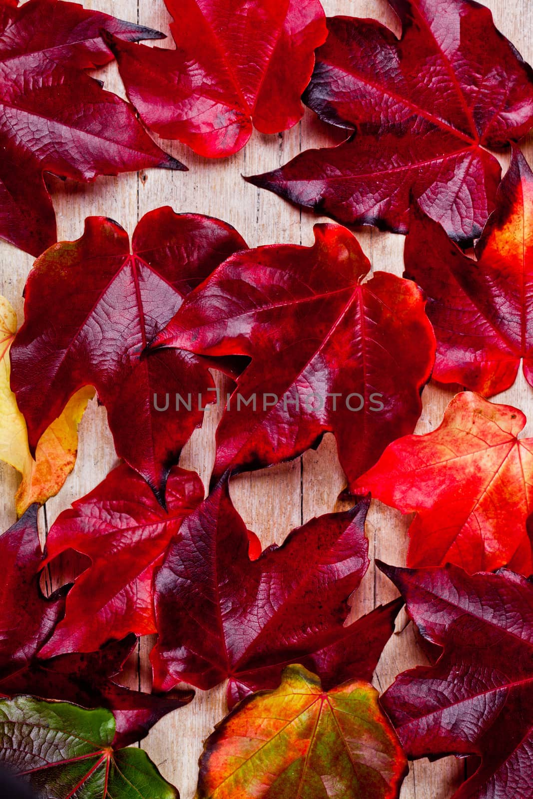 autumn leaves background by marylooo