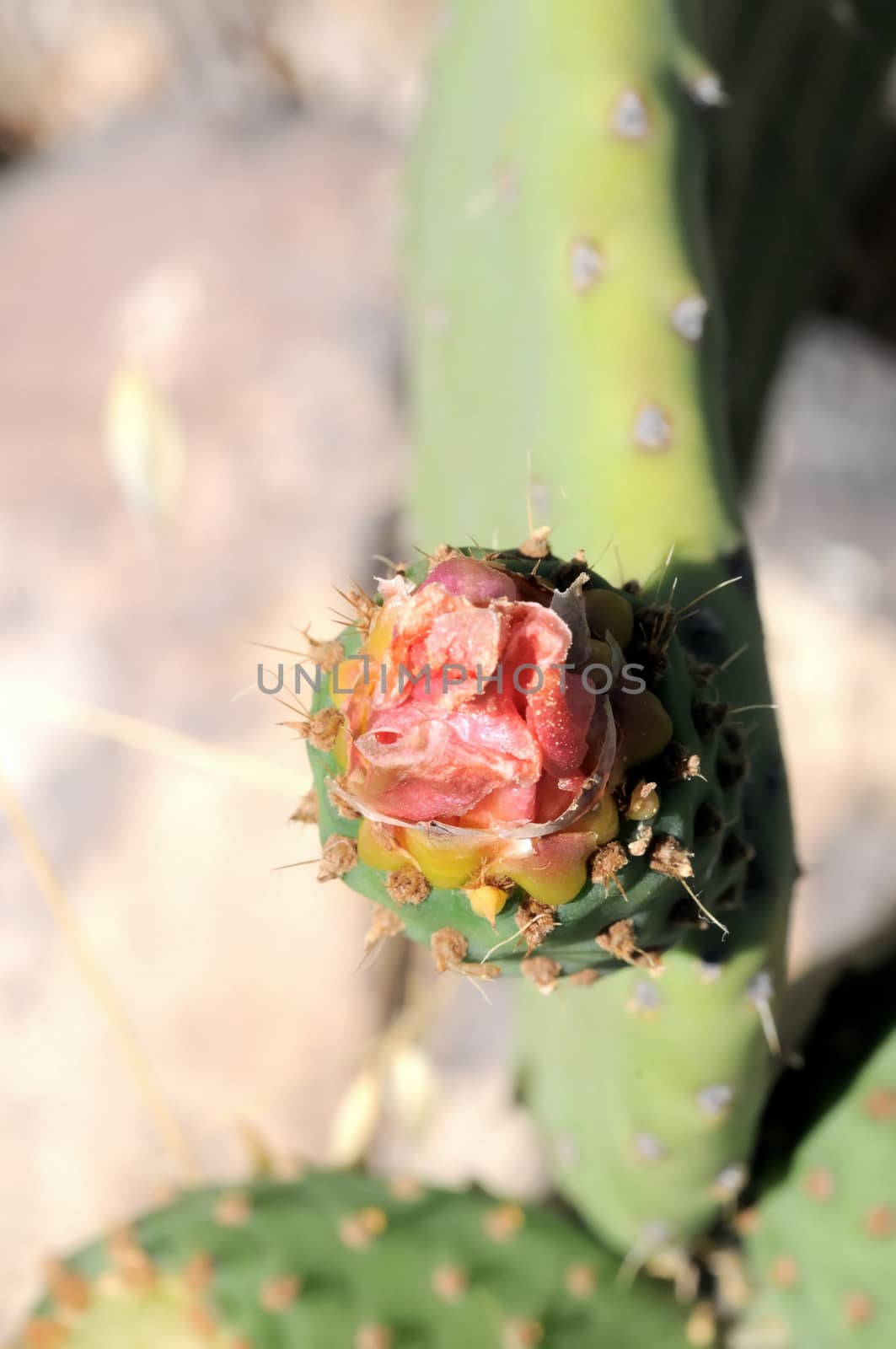 Cactus Flower by underworld