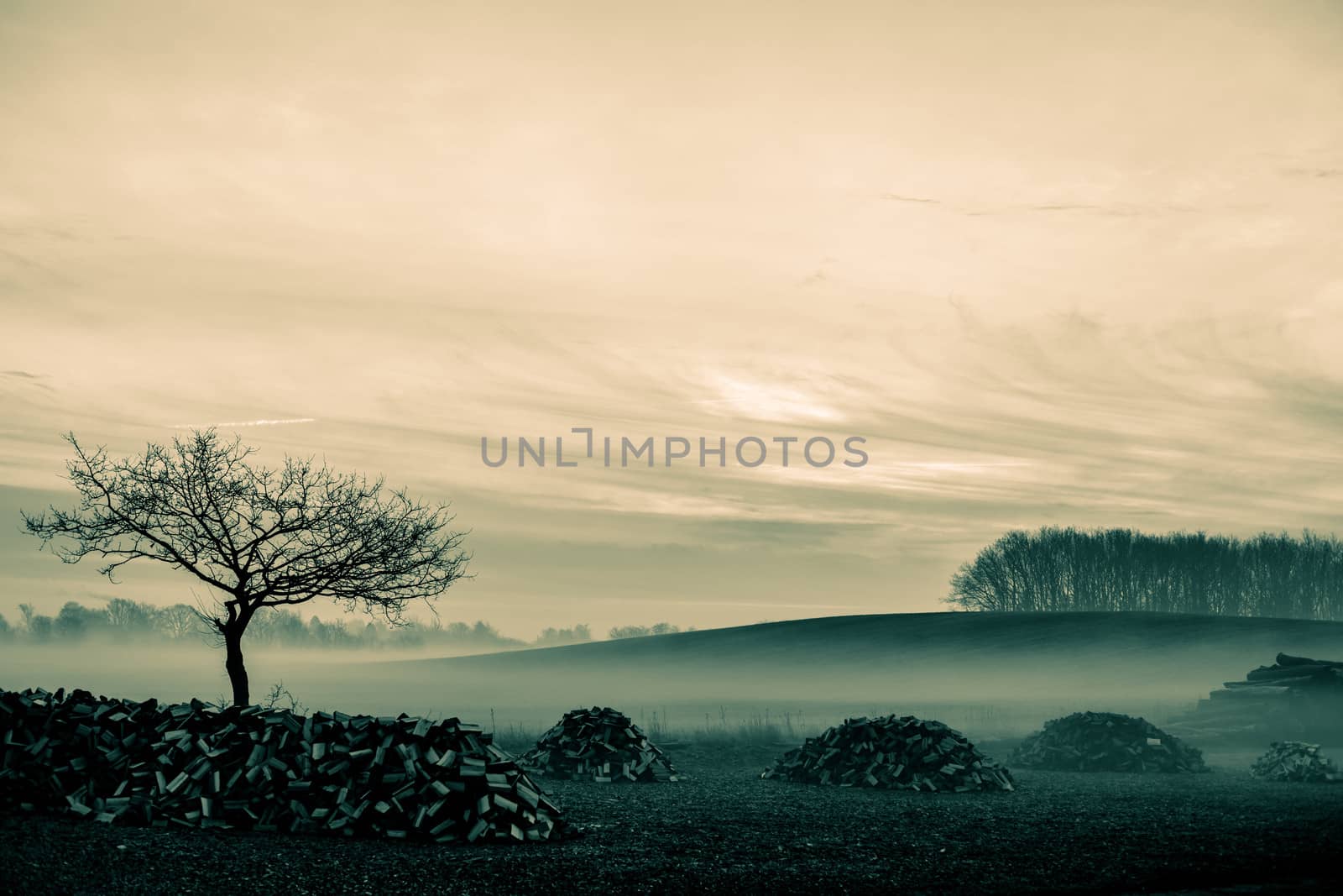 Morning mist by Sportactive