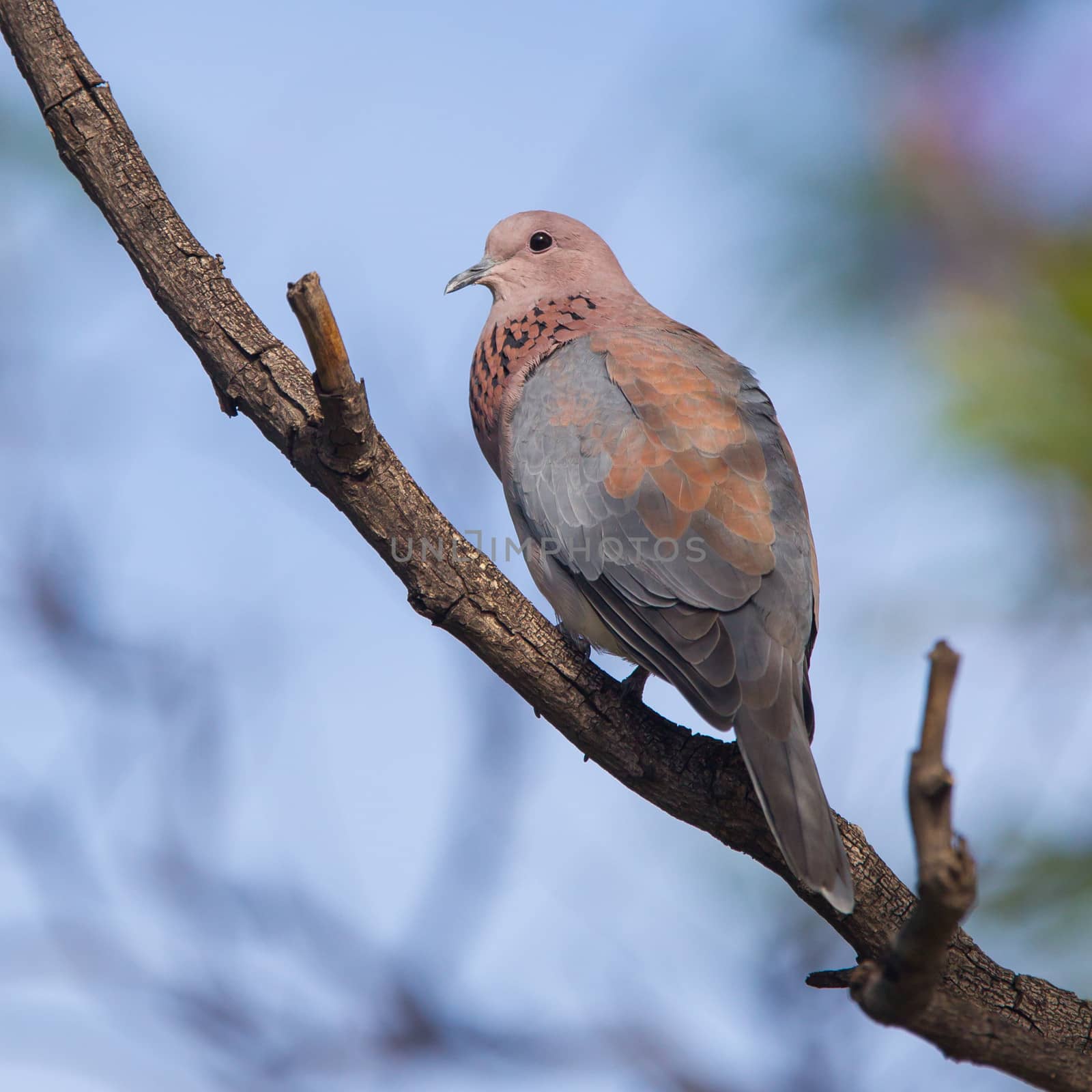 Close-up of a laughing dove (Streptopelia senegalensis) by michaklootwijk