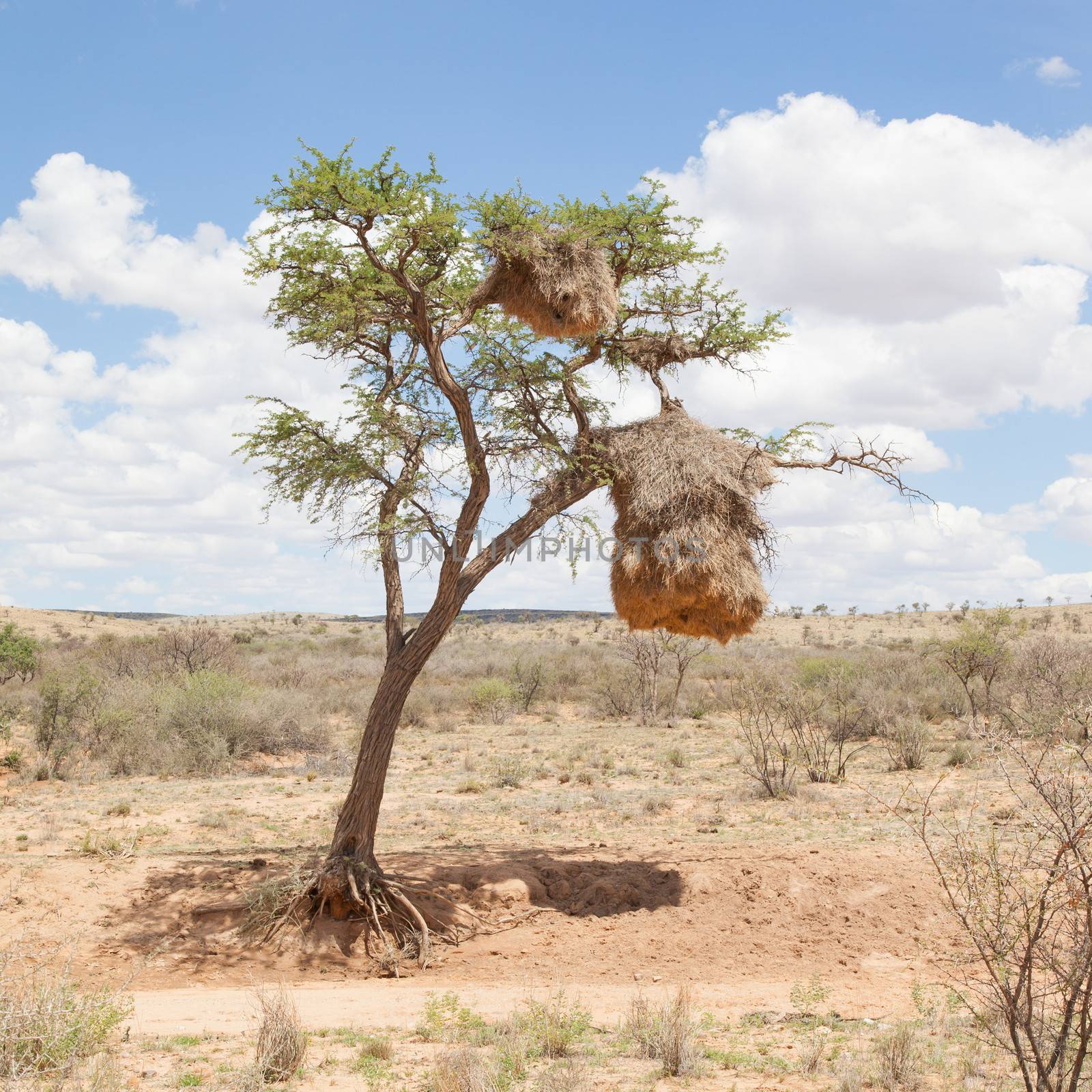 Weaver bird nest in the Namib desert, Namibia, Africa