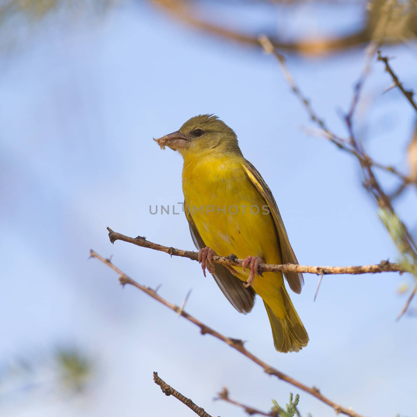 Yellow Canary sitting in a tree, Namibia
