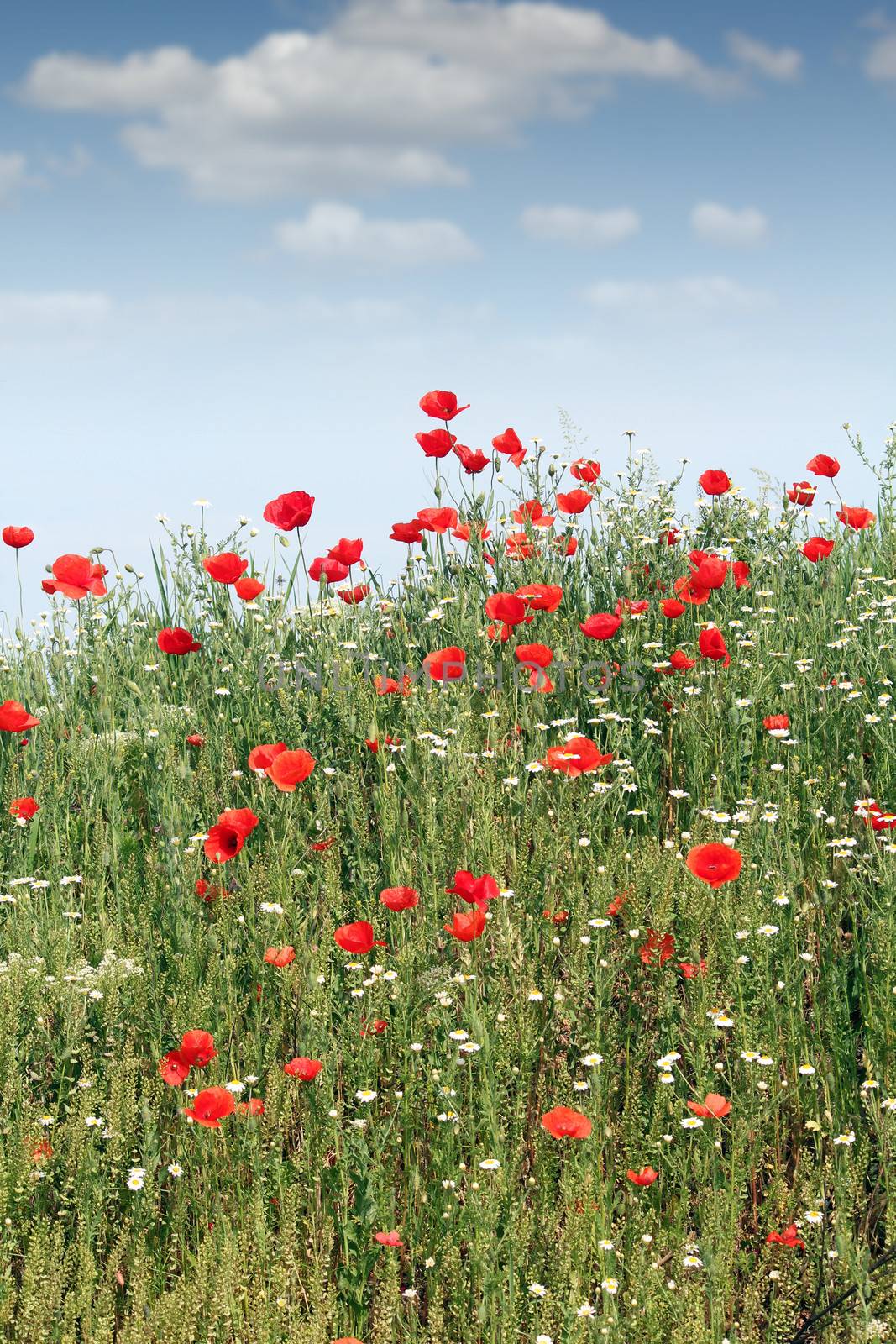 wild flowers meadow spring season by goce