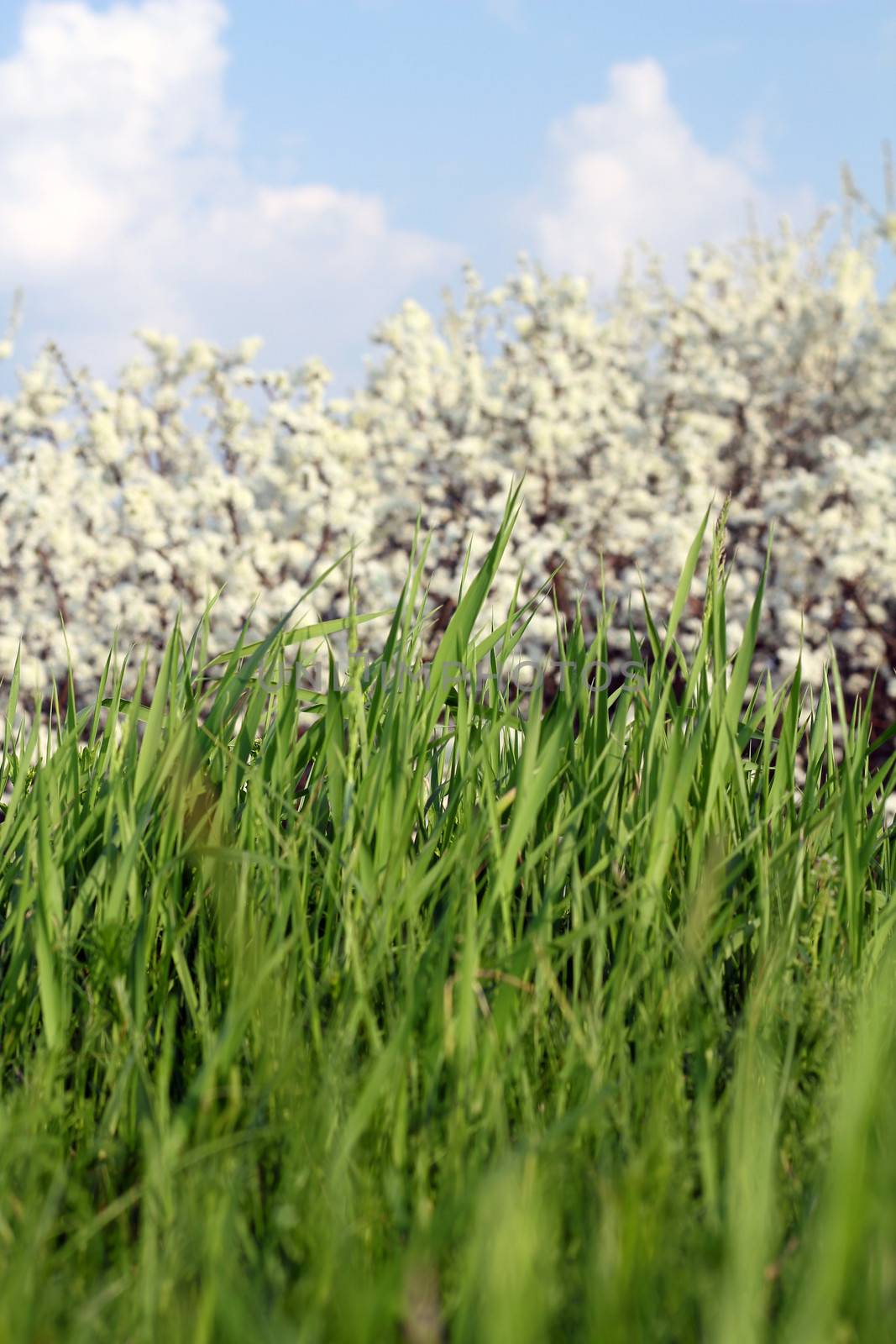 green grass close up spring season by goce