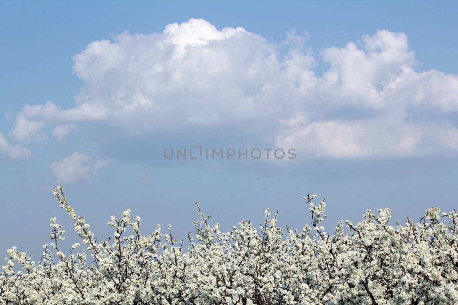 tree branches with white flowers spring season by goce
