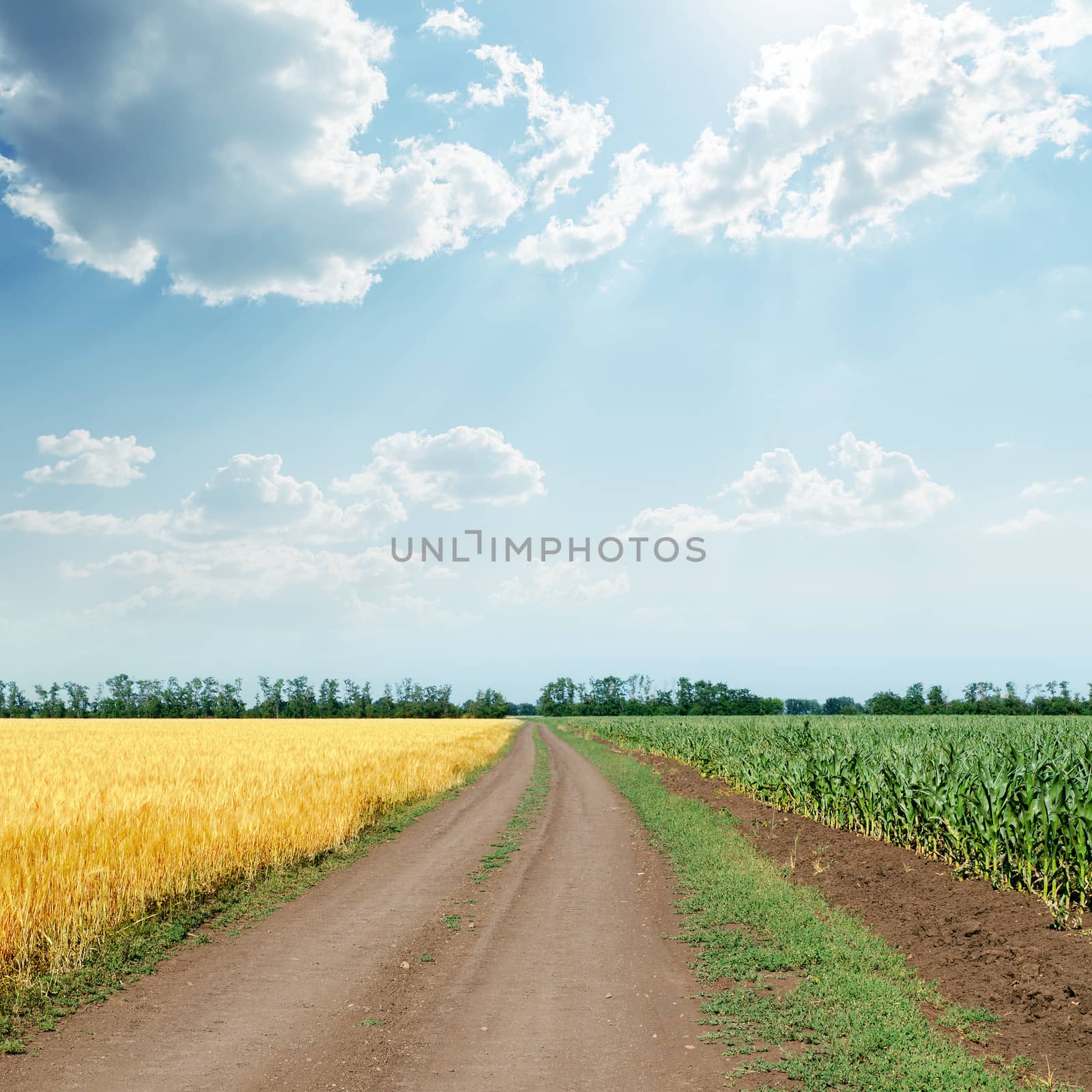 sunny sky with clouds over road in agriculture fields by mycola