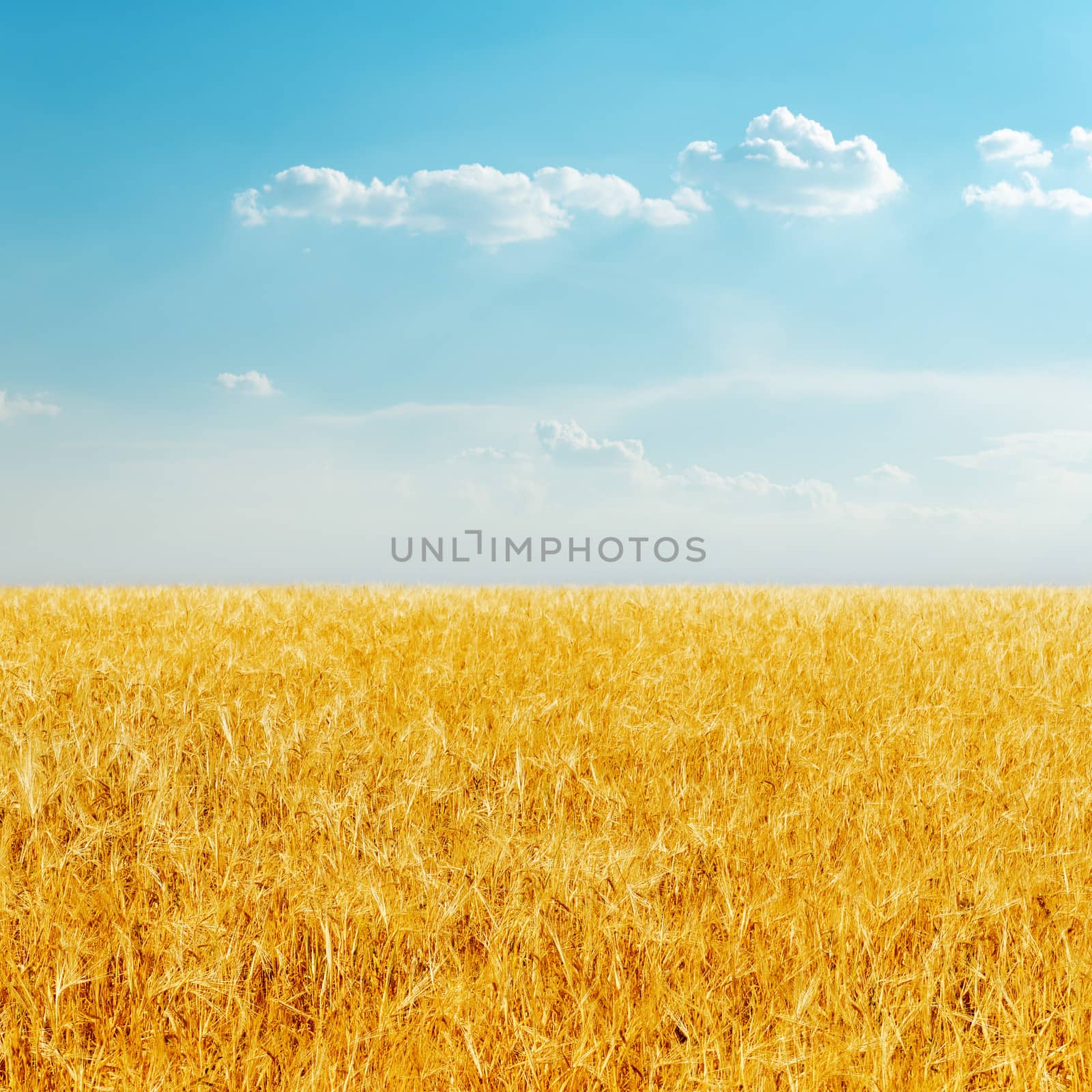 golden field with harvest and cloudy sky