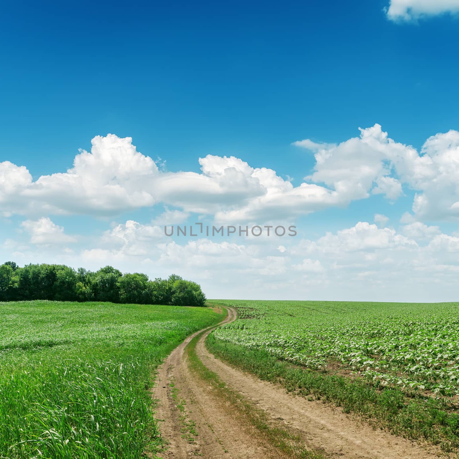 road in green fields and blue sky with clouds
