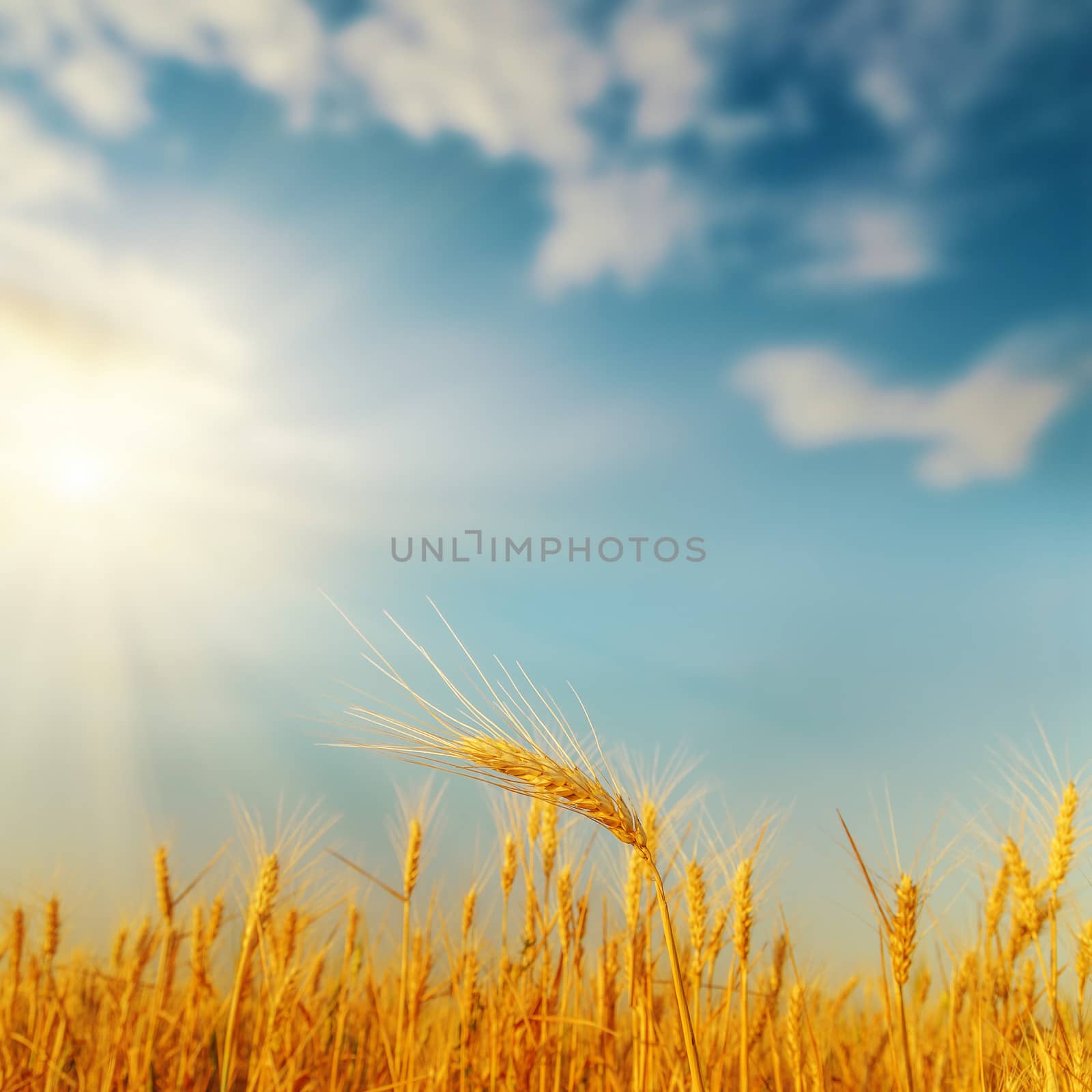golden harvest on field and sunset. soft focus