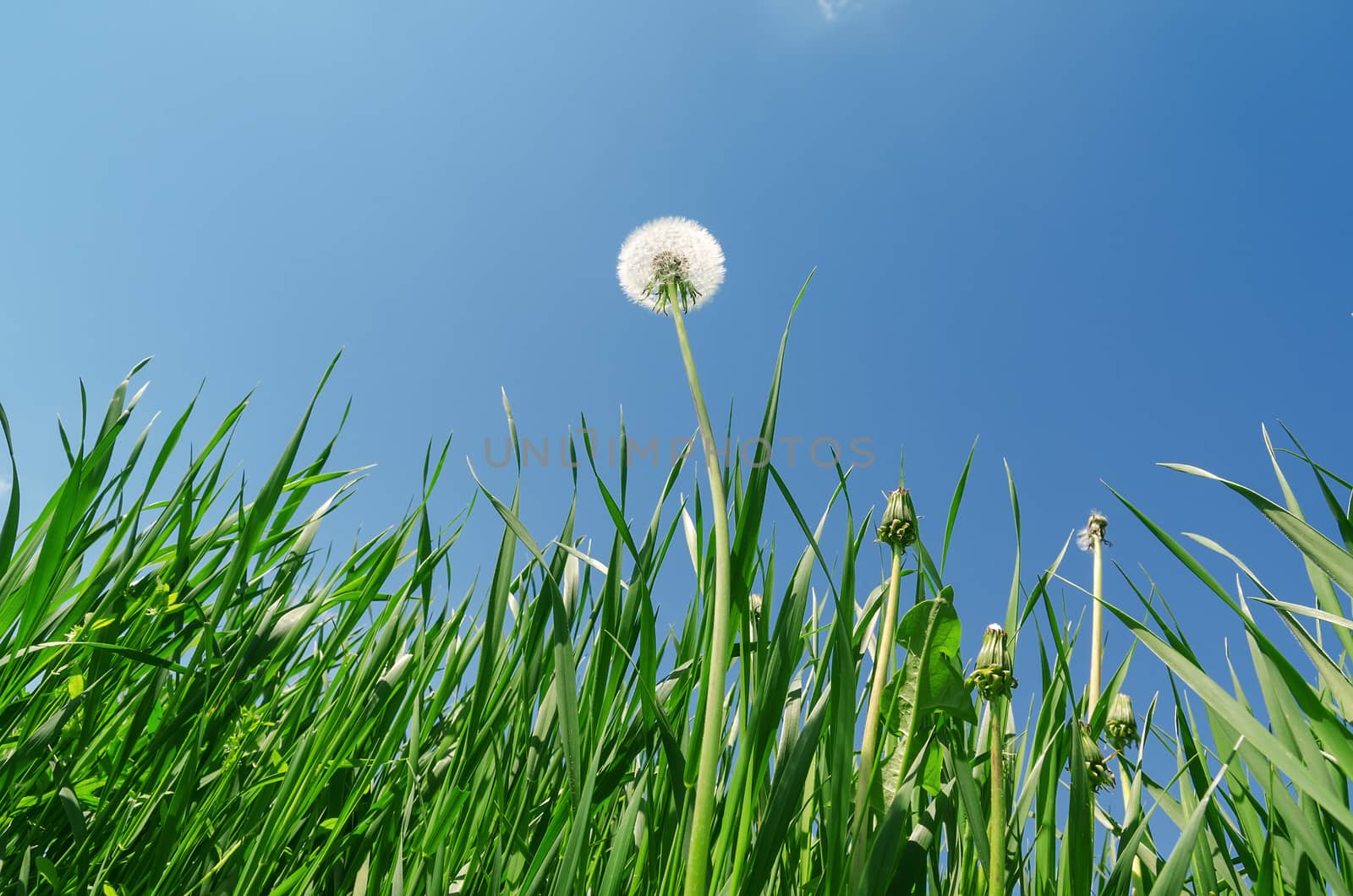 dandelion and green grass under blue sky by mycola