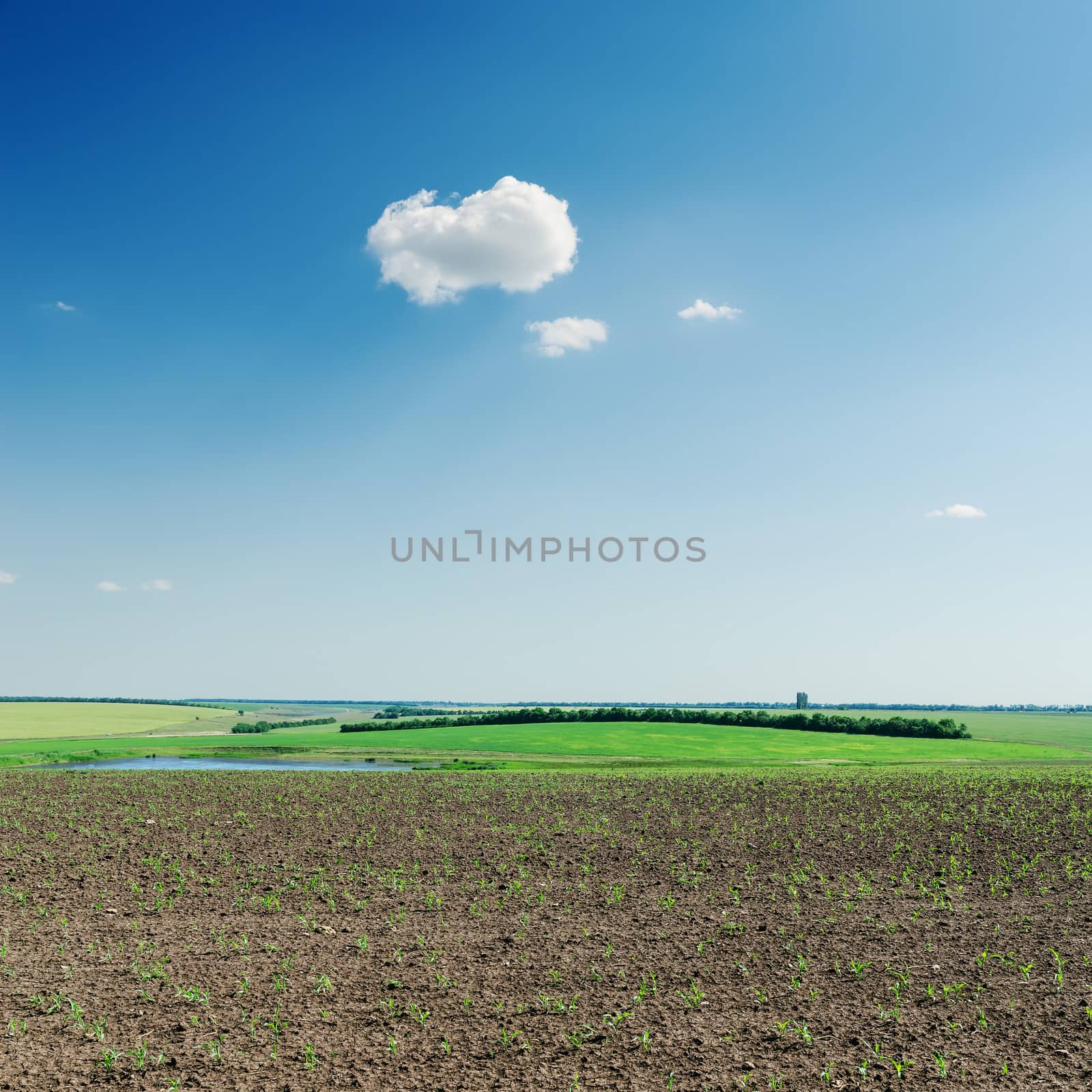 agriculture spring field and cloud in blue sky by mycola