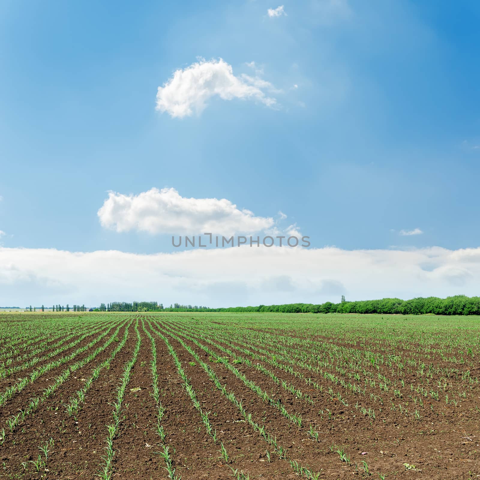 rows of green shots on spring field under cloudy sky