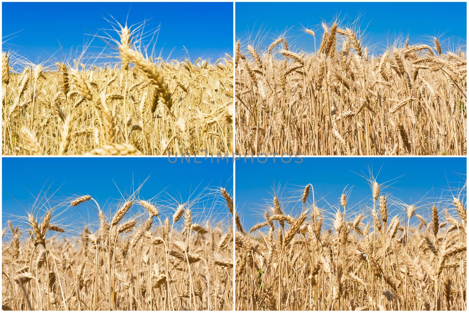 Beautiful golden wheat field under blue sky