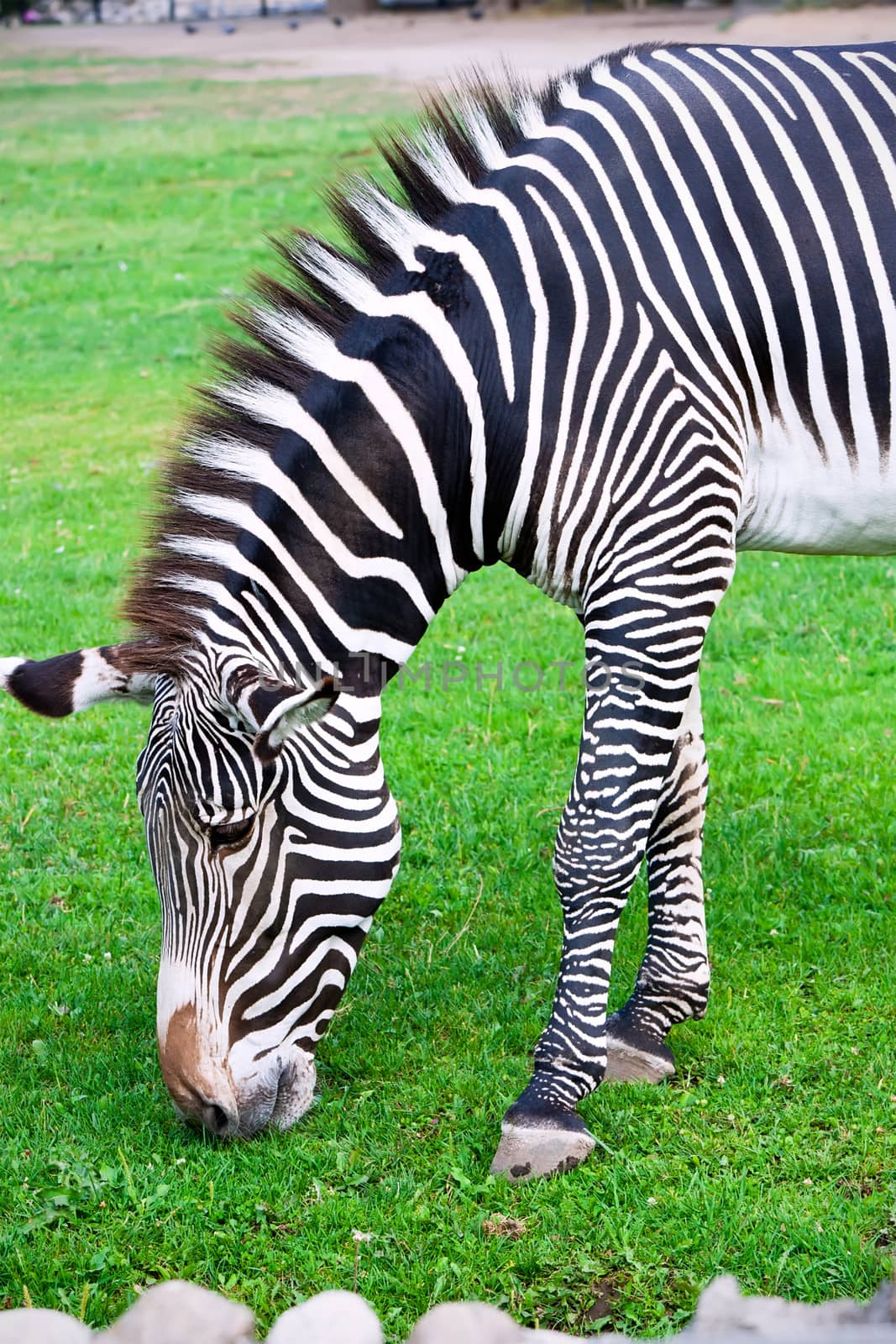 Nice close-up photo of young male zebra in zoo