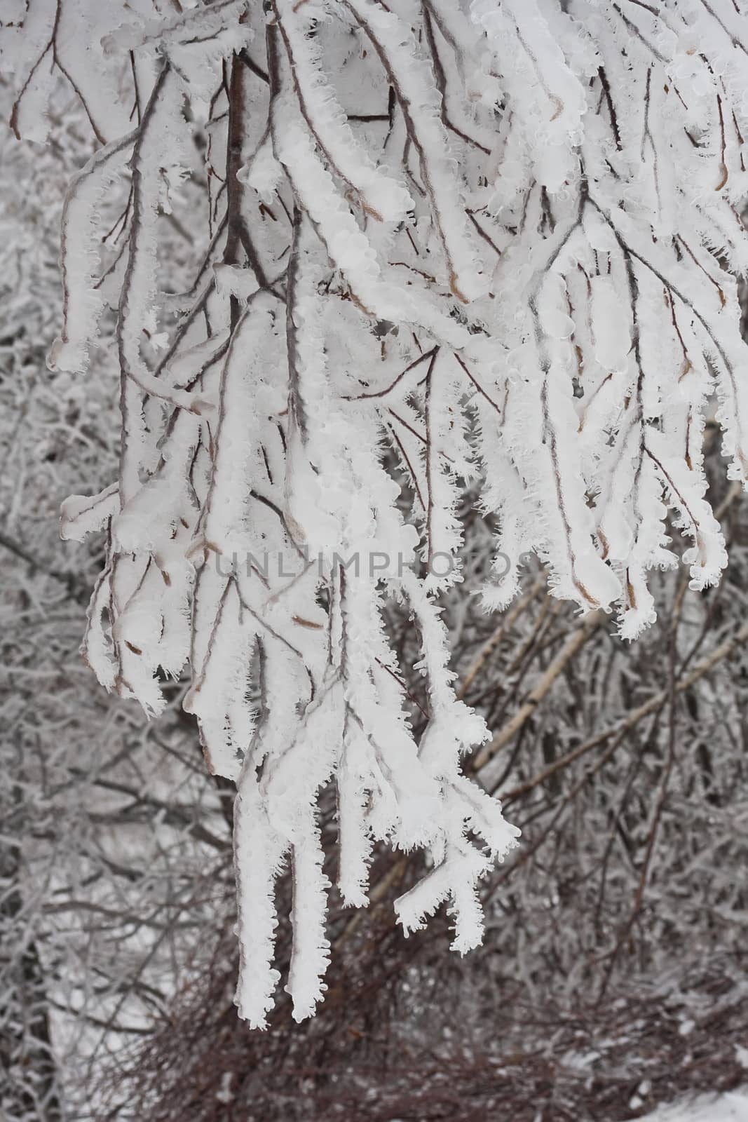 Nice photo of winter forest covered by white snow