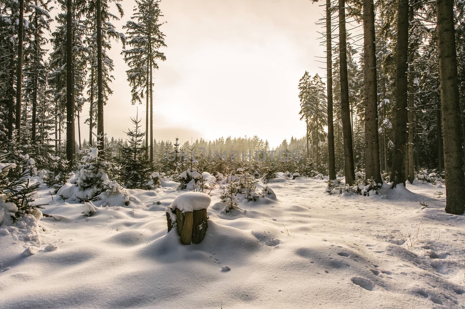 Snowy conifer tree forest on a yellow sunlit sky