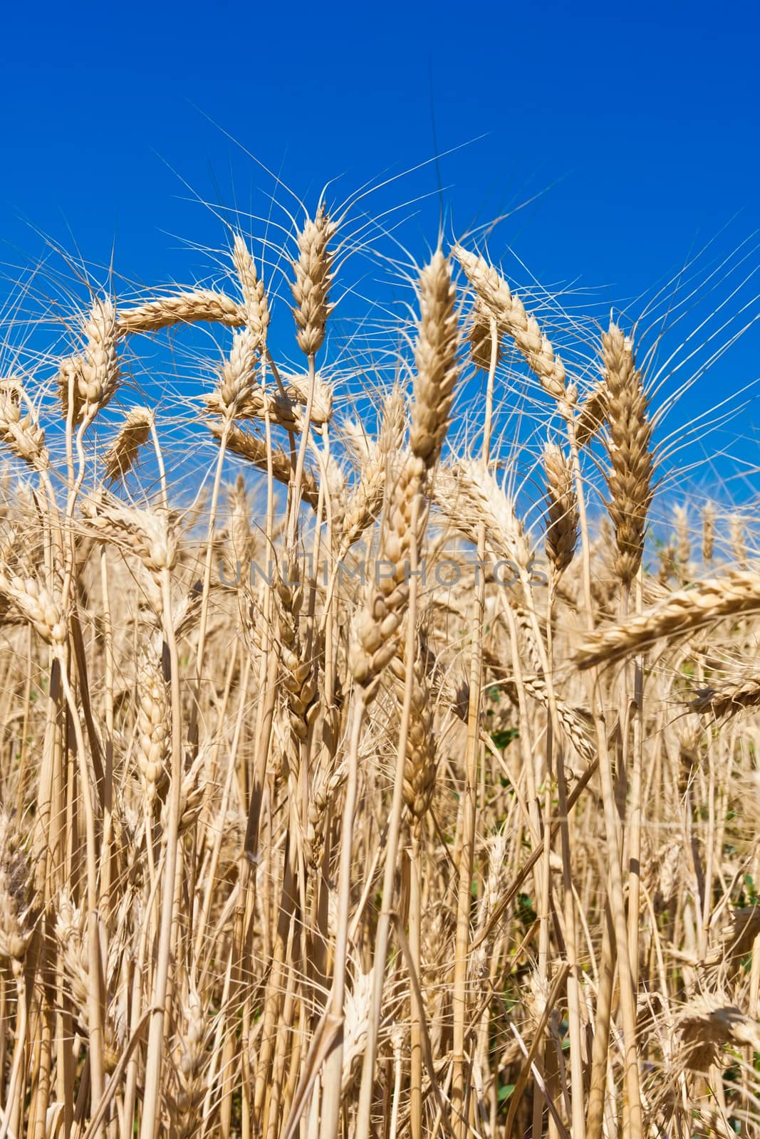 Beautiful golden wheat field under blue sky