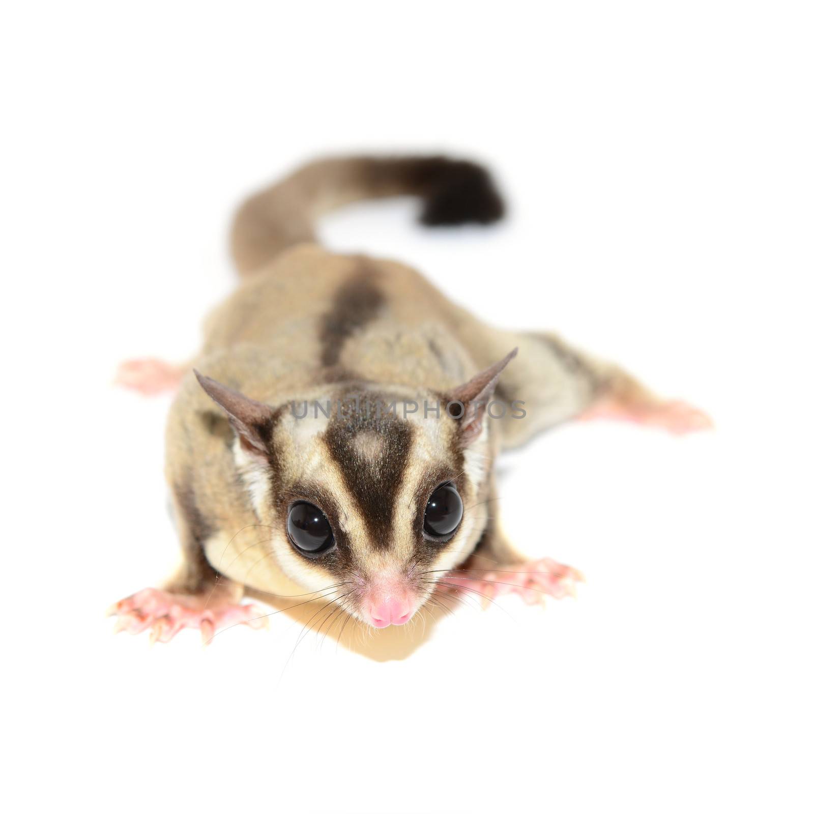 Sugarglider isolated on white