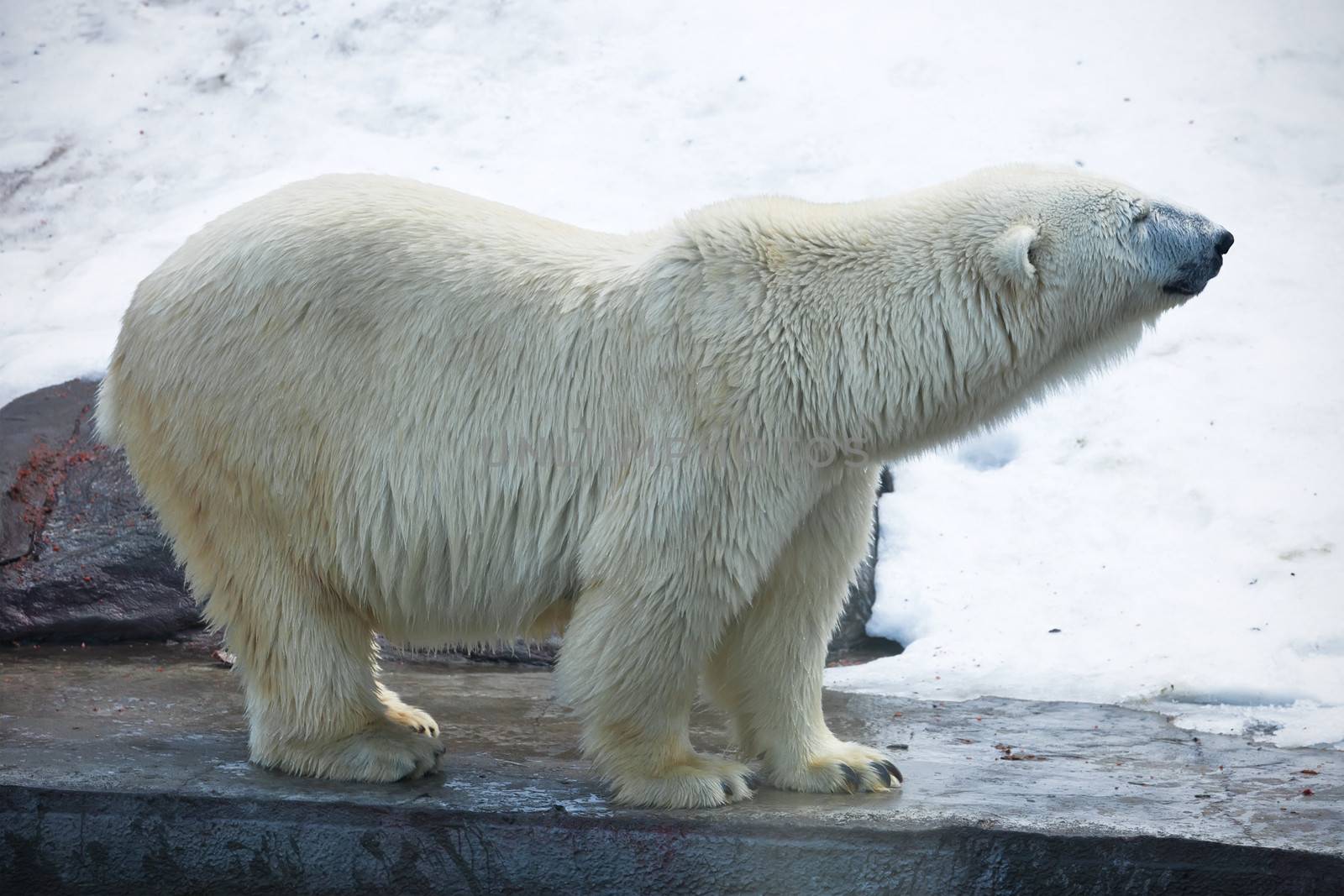 Nice photo of cute white polar bear