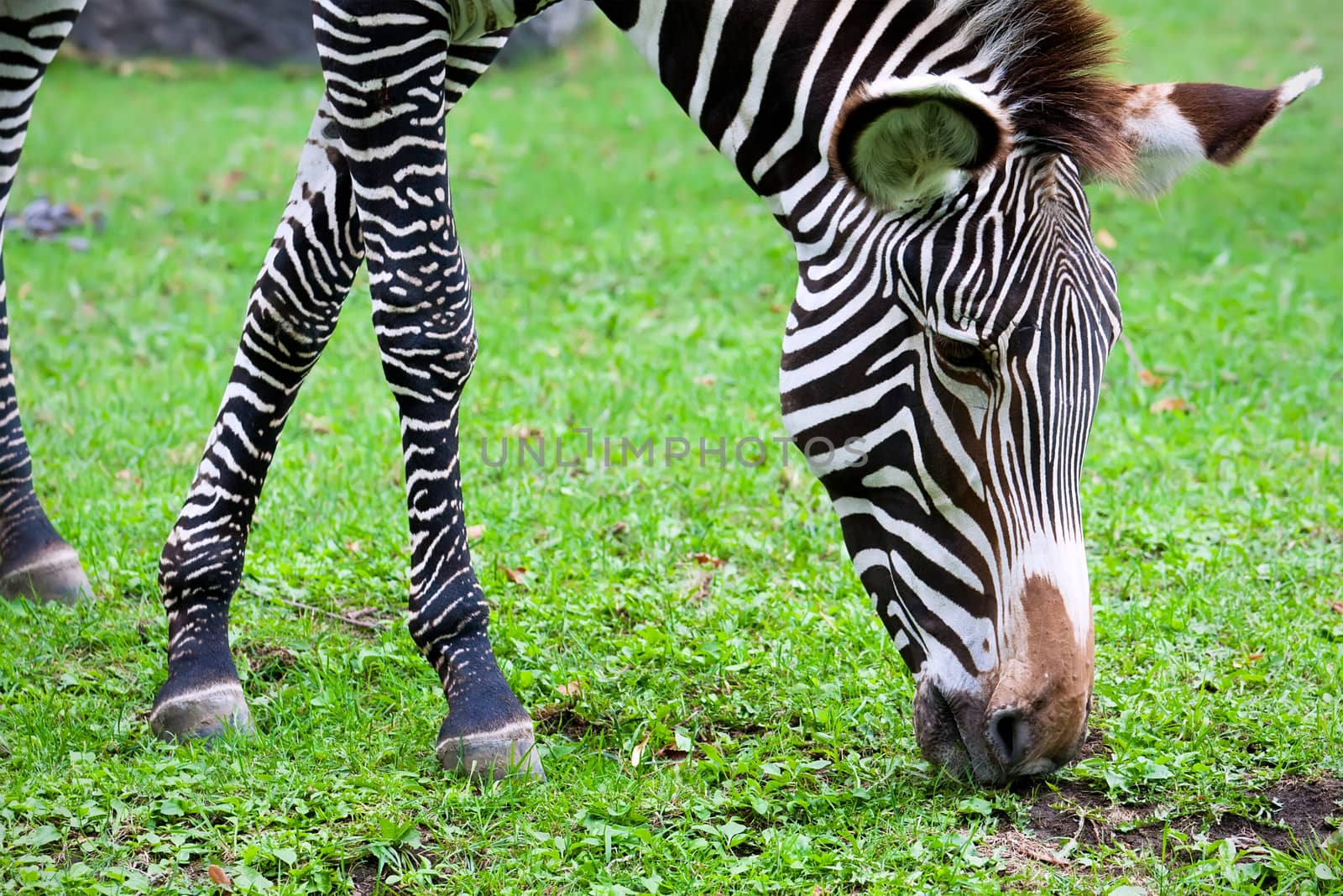 Nice close-up photo of young male zebra in zoo