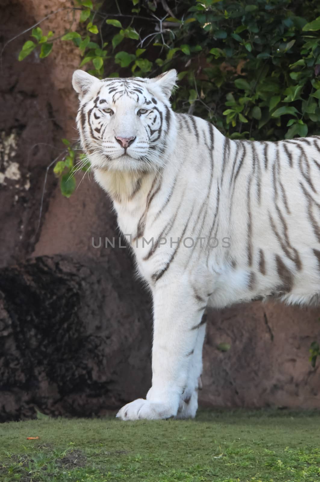 Rare Black and White Striped Adult Tiger